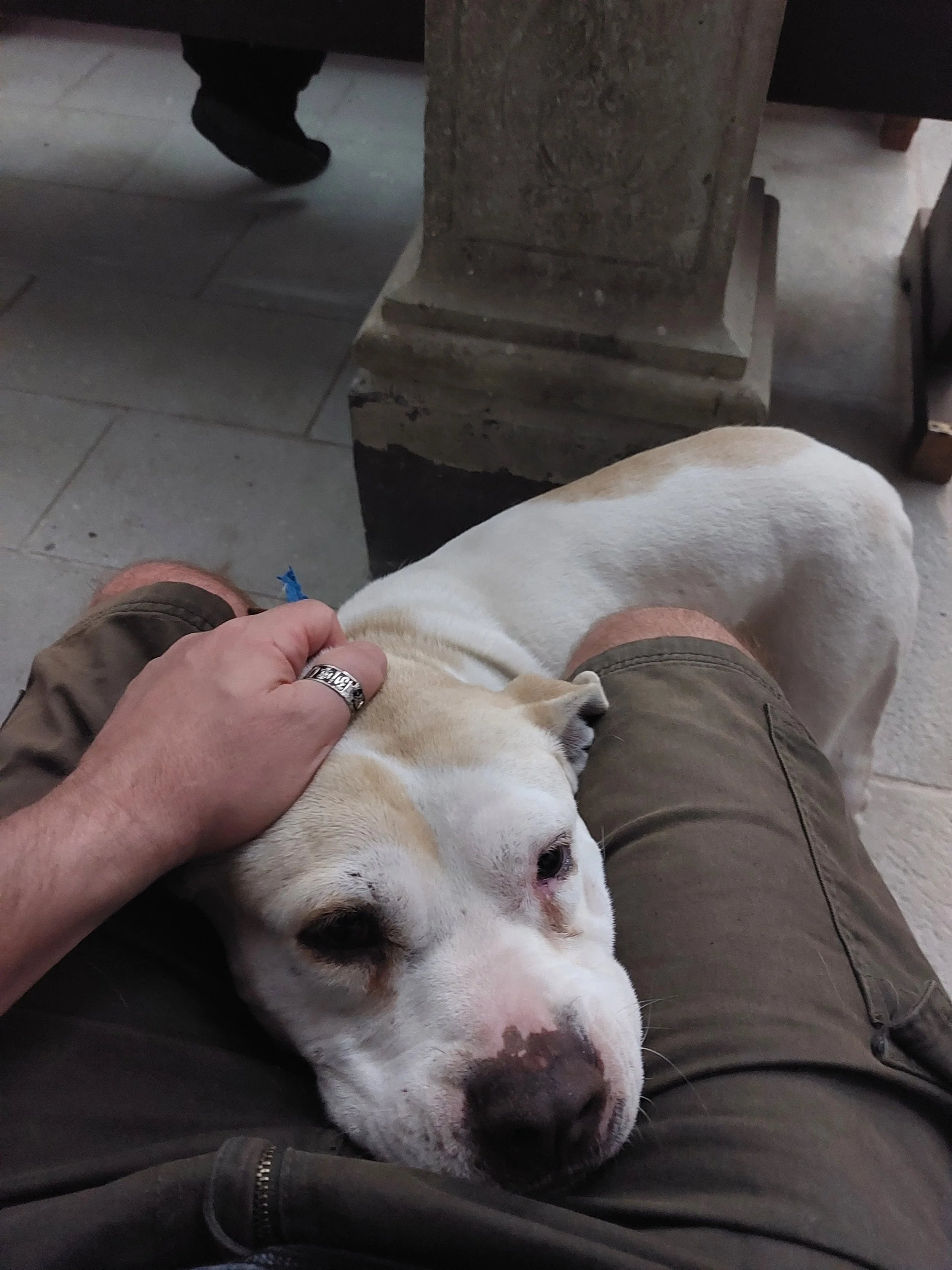 Dog in Church. Mexican Church. Day of the Dead. Adventure Travel.