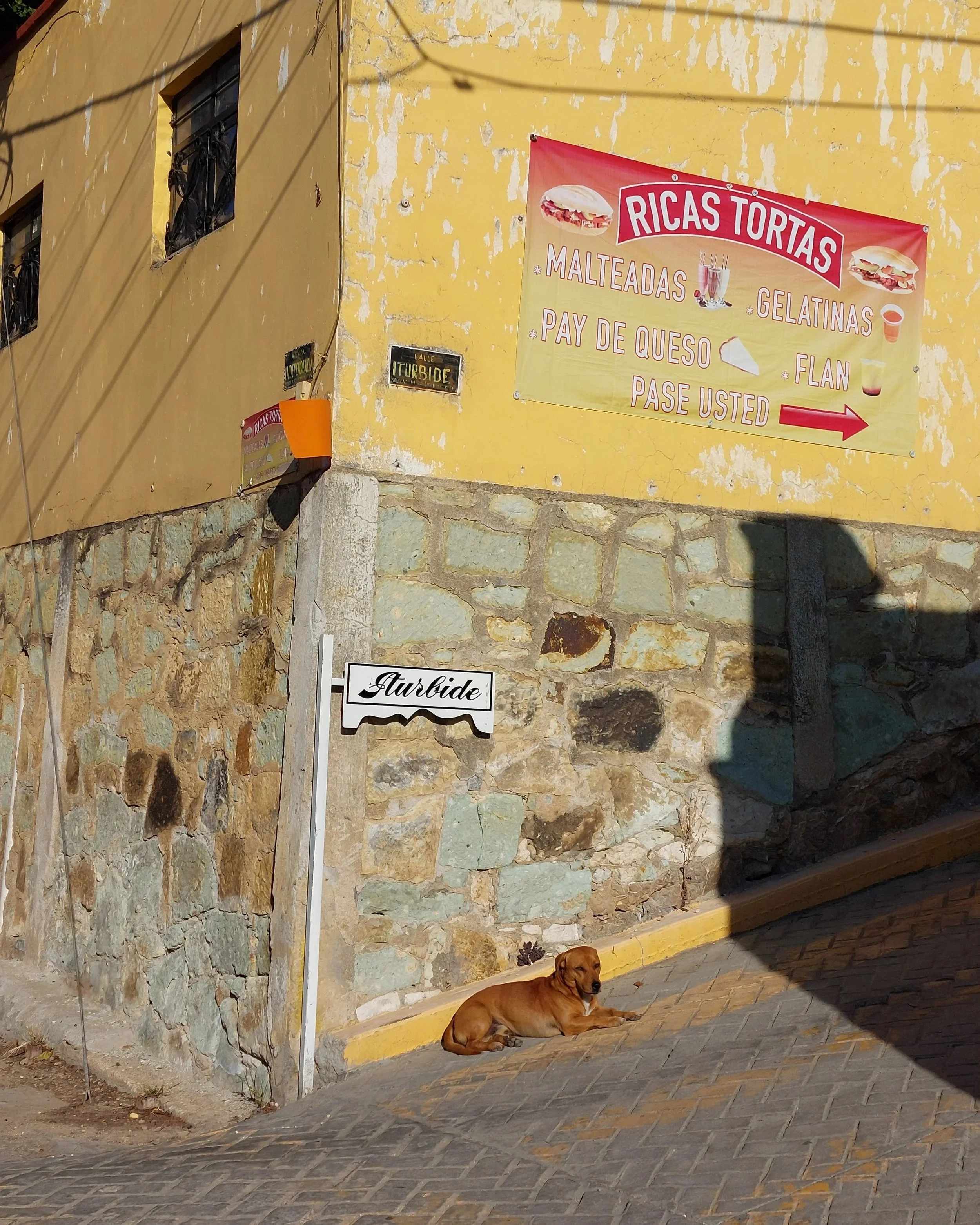 Steet Dog. Ricas Tortas. Mexico. Adventure Travel.