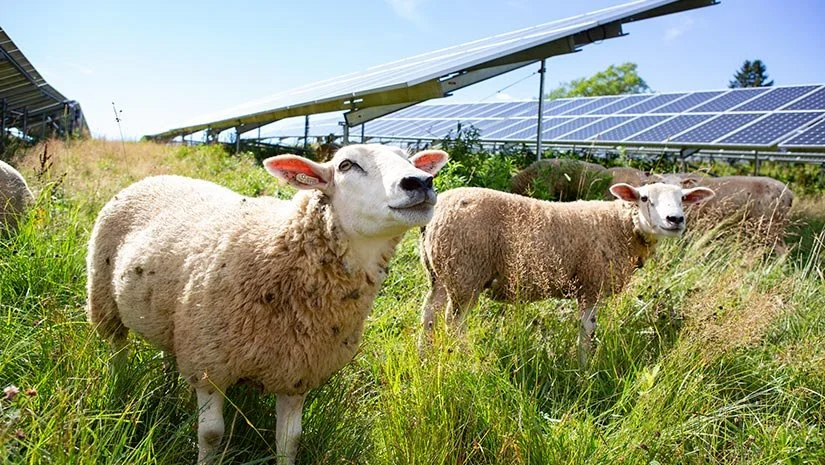 Agrivoltaics: A Powerful Union of Farming and Solar Energy