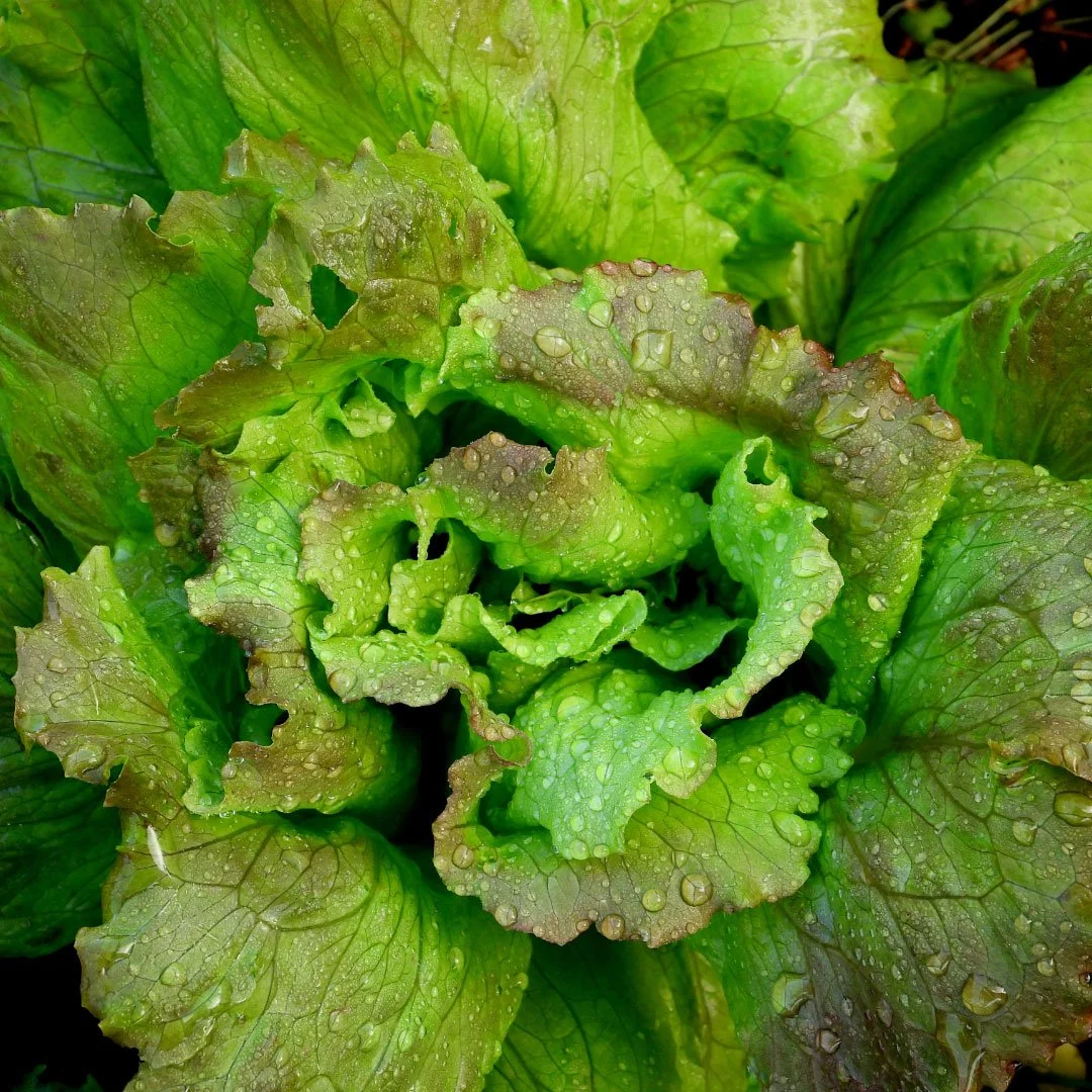 CA_VegetableTextures7.jpg