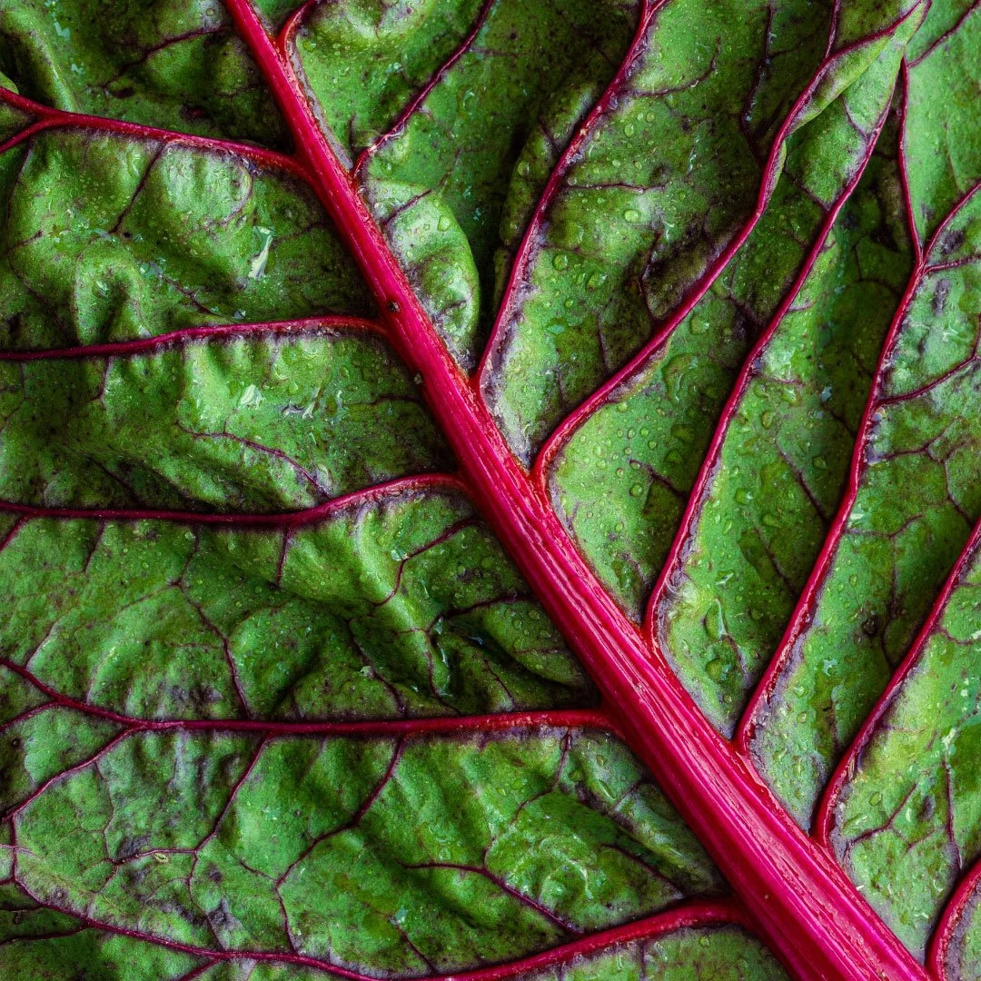 CA_VegetableTextures9.jpg