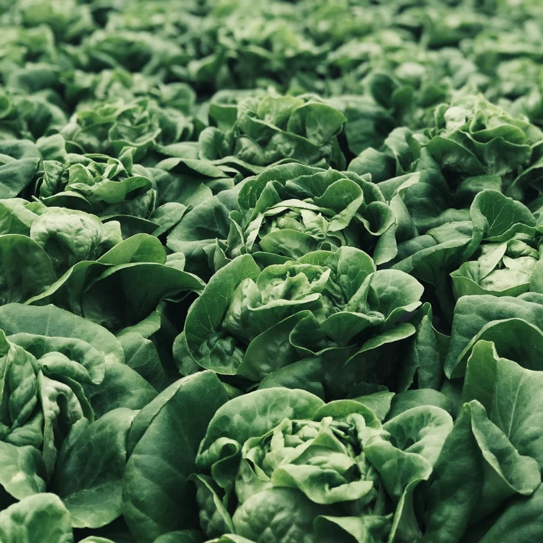 CA_VegetableTextures1.jpg
