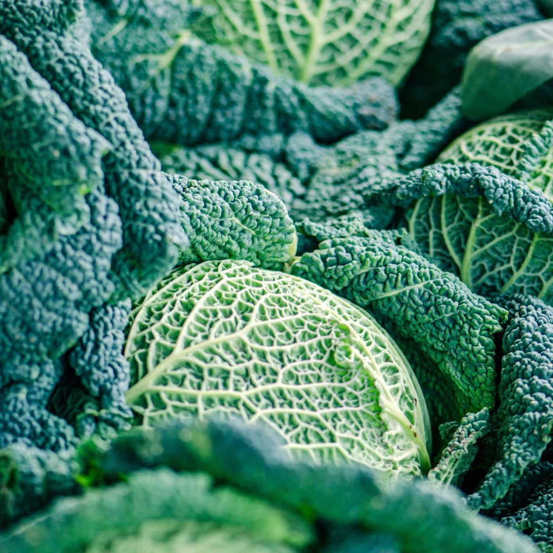 CA_VegetableTextures2.jpg