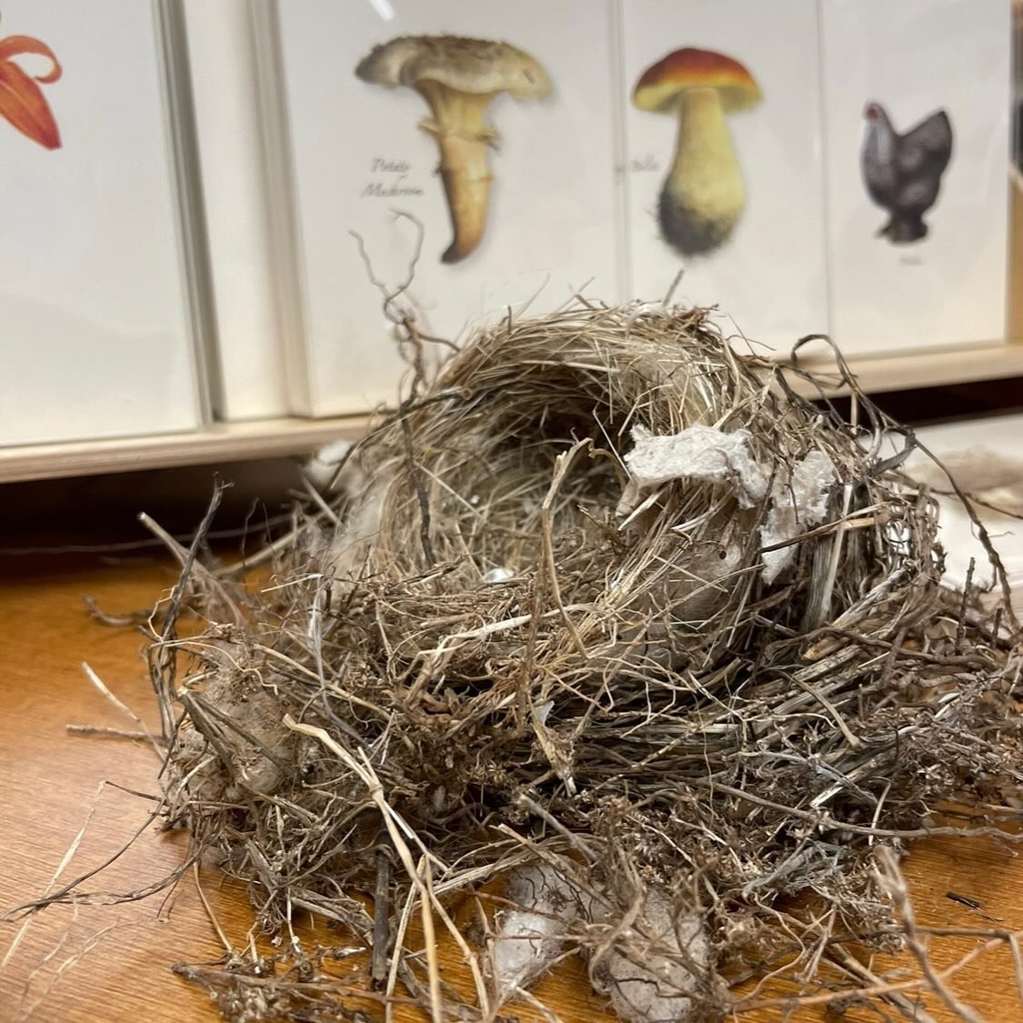 If you look closely, you can see bits of sheep wool in this birds nest found on the sidewalk @morgan.outdoors from skirting sheep fleeces outside. We compost any unusable bits of wool and share with the birds.
