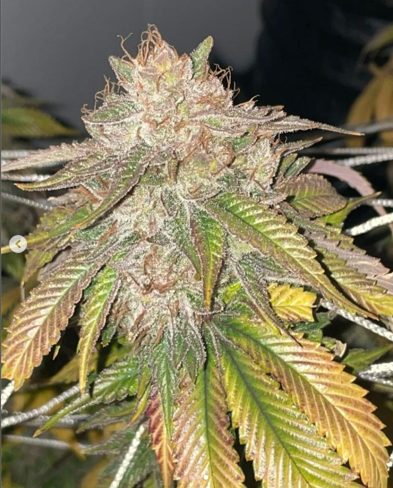 Chem brulee f2