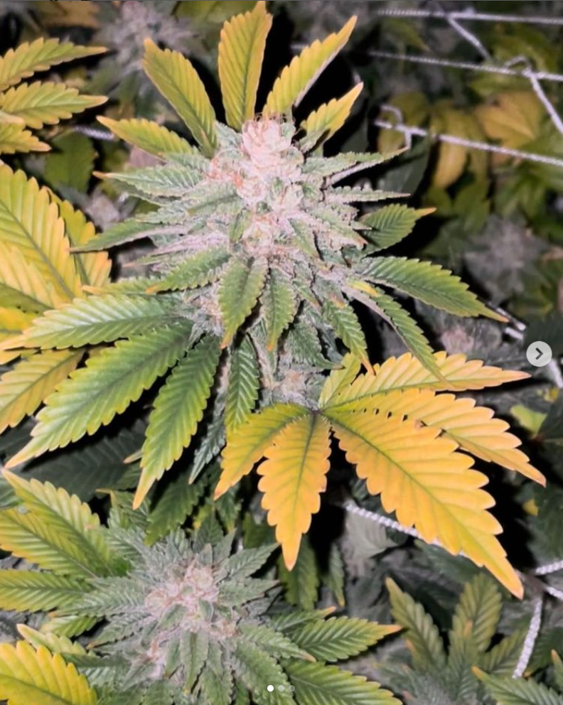 covert genetics chem brulee f2
