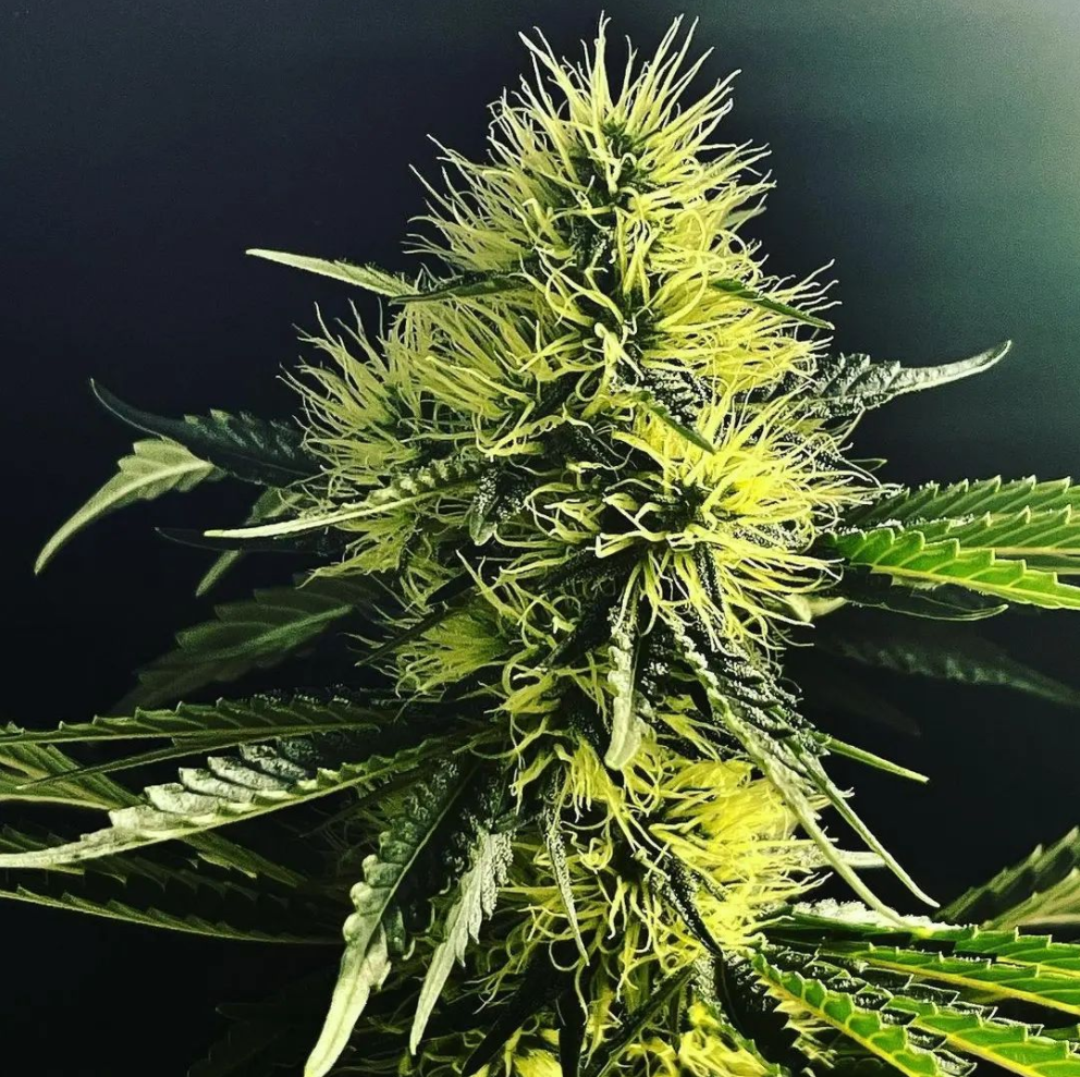 Covert Genetics Chembrulee f2 early flower