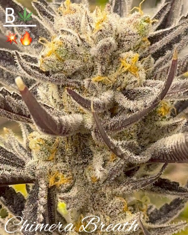 chimera Breath pic Beleaf.jpeg