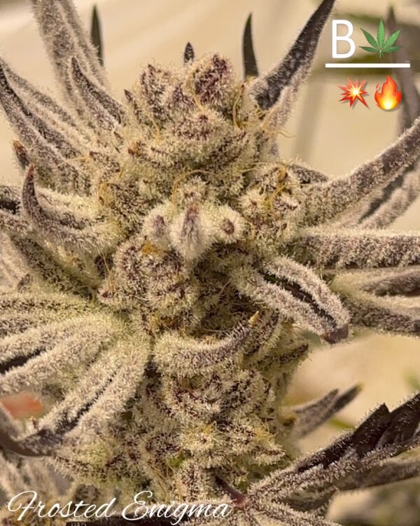 frosted enigma pic beleaf.jpeg