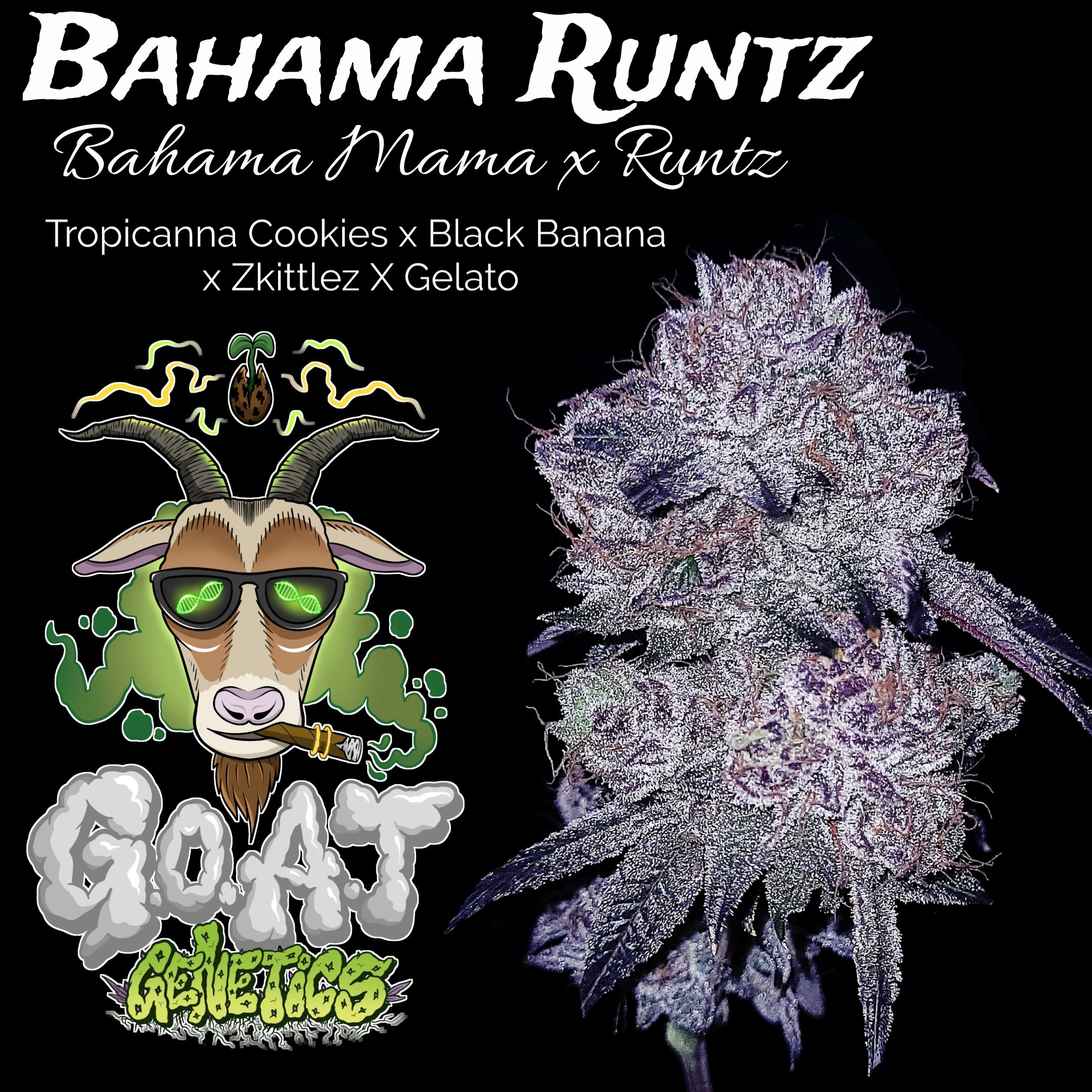bahama runts with logo.jpg
