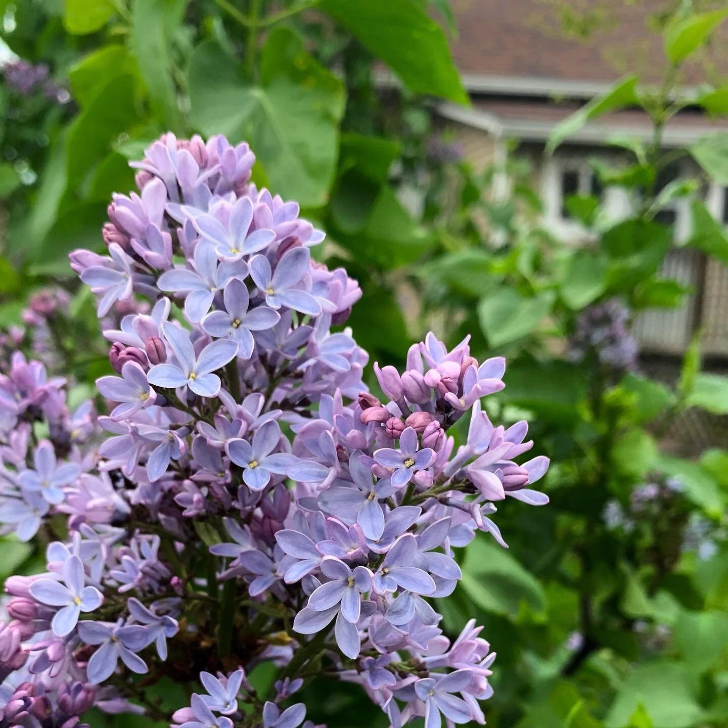 Lilac season is upon us! Yassss
.
.
.
.
#lilac #lilacseason #spring #indiana #Indianapolis #flowers #flowerstagram