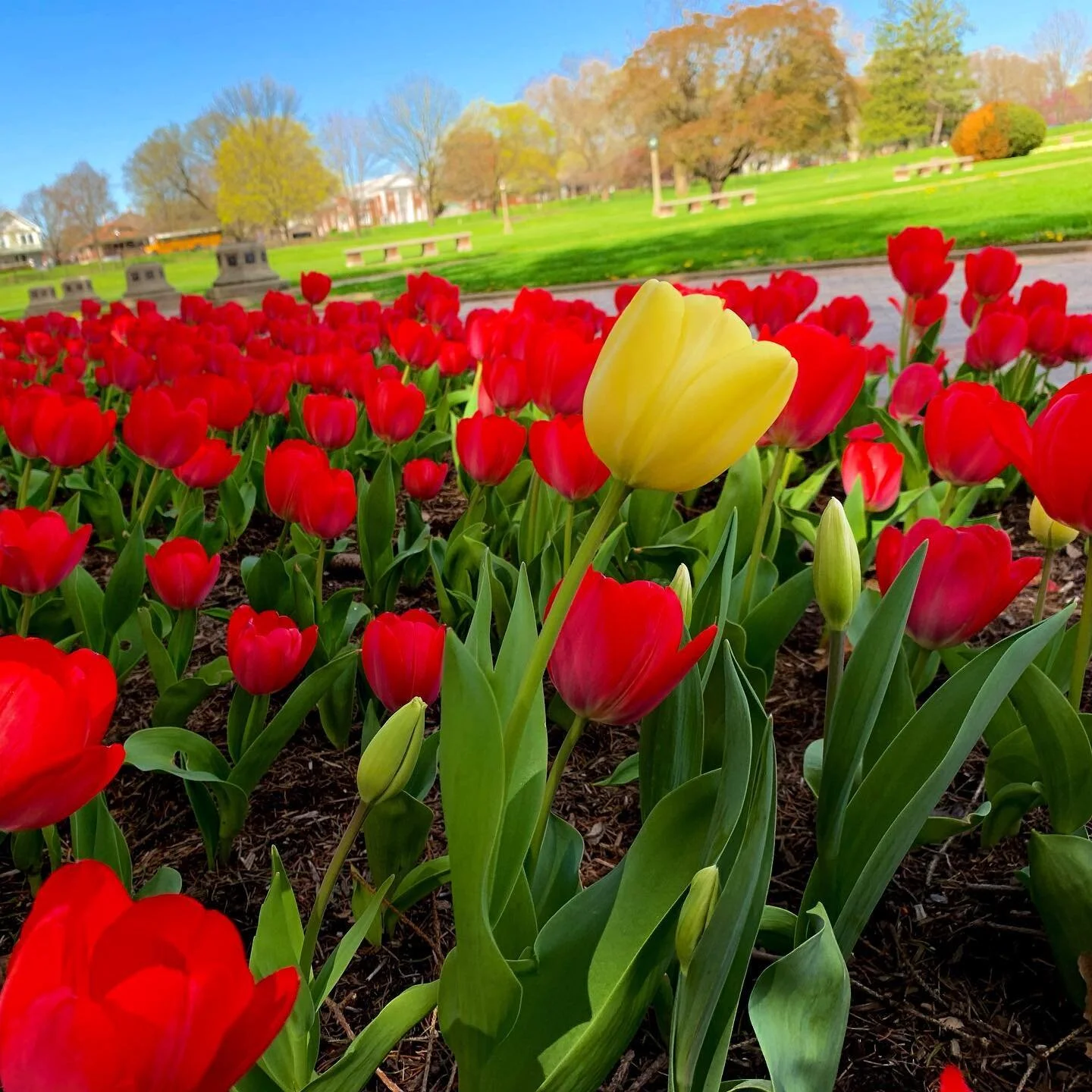 Don&rsquo;t be afraid to be different 
.
.
.
.
#tulip #tulipseason #indiana #indianaspring #indianapolis #indymusicscene