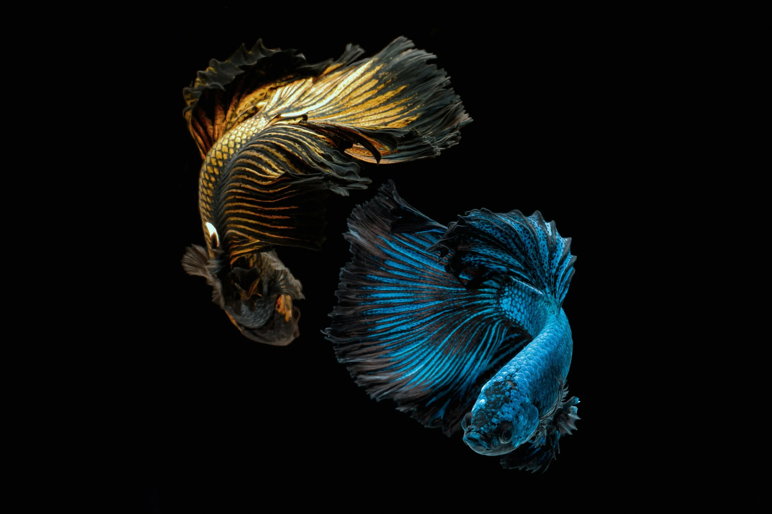 Fish Heart