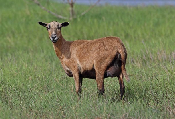 Pasture Raised Lamb