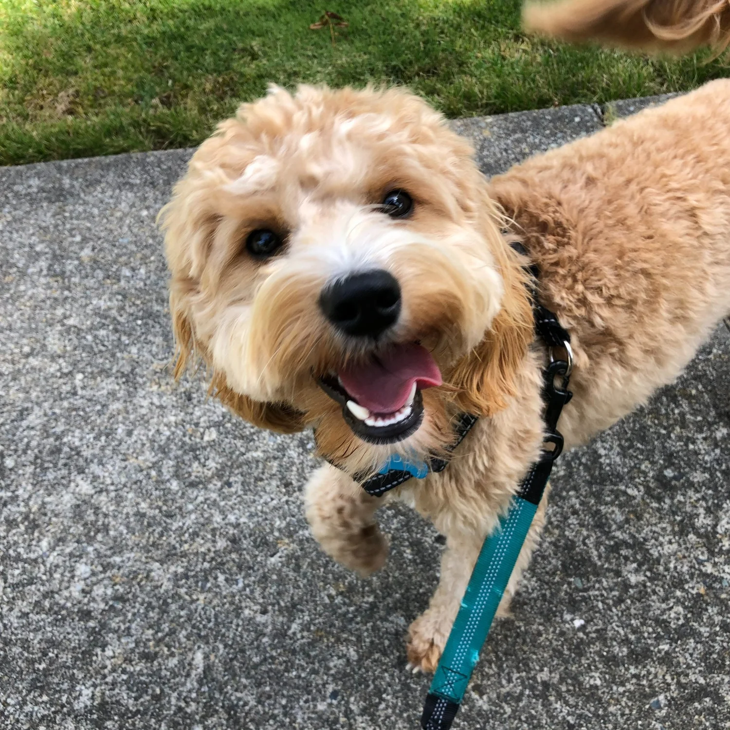 Services — Stephanie's Pampered Pet Care