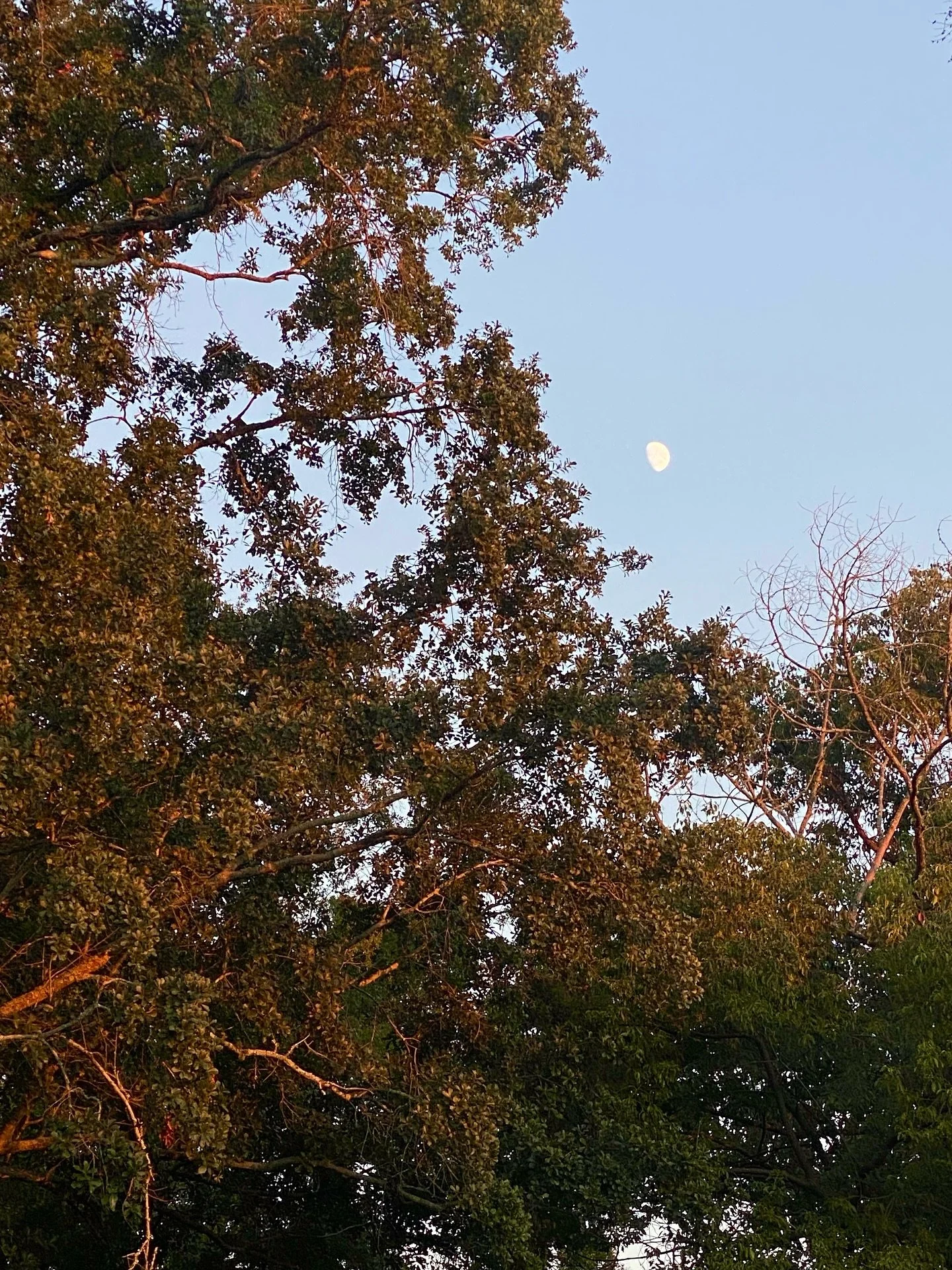 Moments that feel like Autumn. Stillness, deep breaths, settledness, simple joys. 🍂
Sinking deeper into the grace for each day. Grace to notice. Grace to be present. Grace to work. Grace to know when to stop. Grace to rest in&mdash;and to delight in