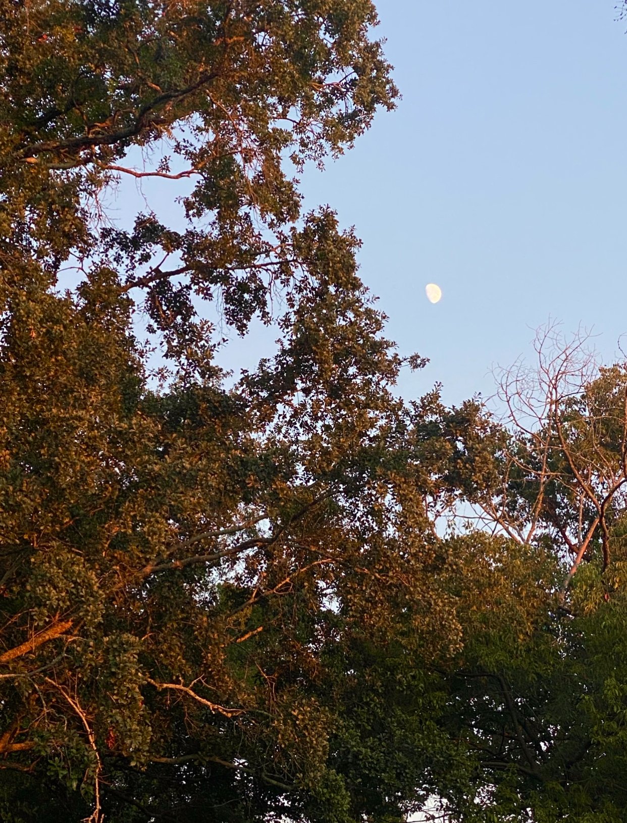 Sky with visible moon and tree branches with green leaves.