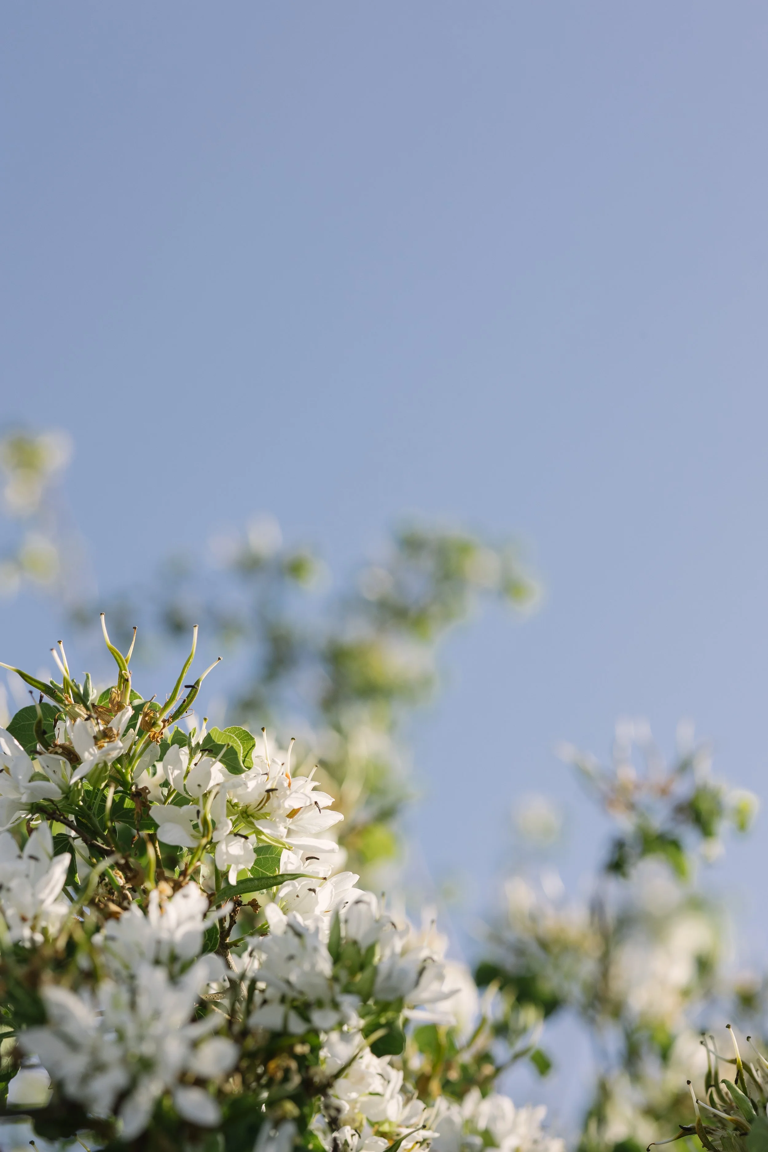 Views from The Ridge 1.7.26