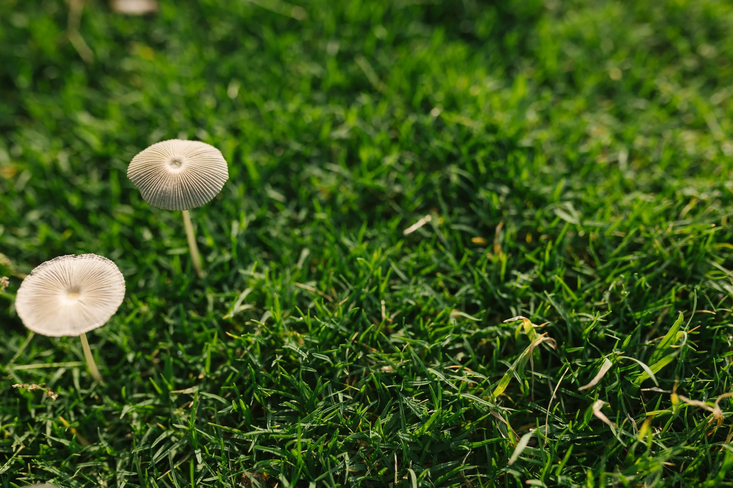 Views from The Ridge 2.18.26