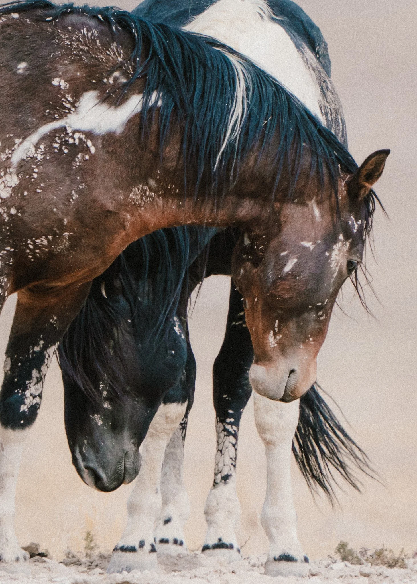 Wild, Wild Horses