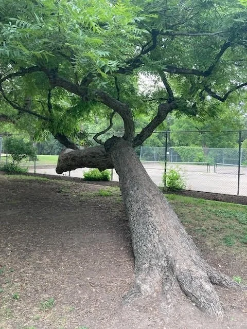    Unique Tree      Tree name:   The T’ai Chi Chih Tree  Nominator:  Michael Marx  Tree Species:  Pecan (Carya illinoinensis)    Location:   Eastwoods Neighborhood Park  Address:   3001 Harris Park Ave, Austin, TX 78705   Description:     At the hear