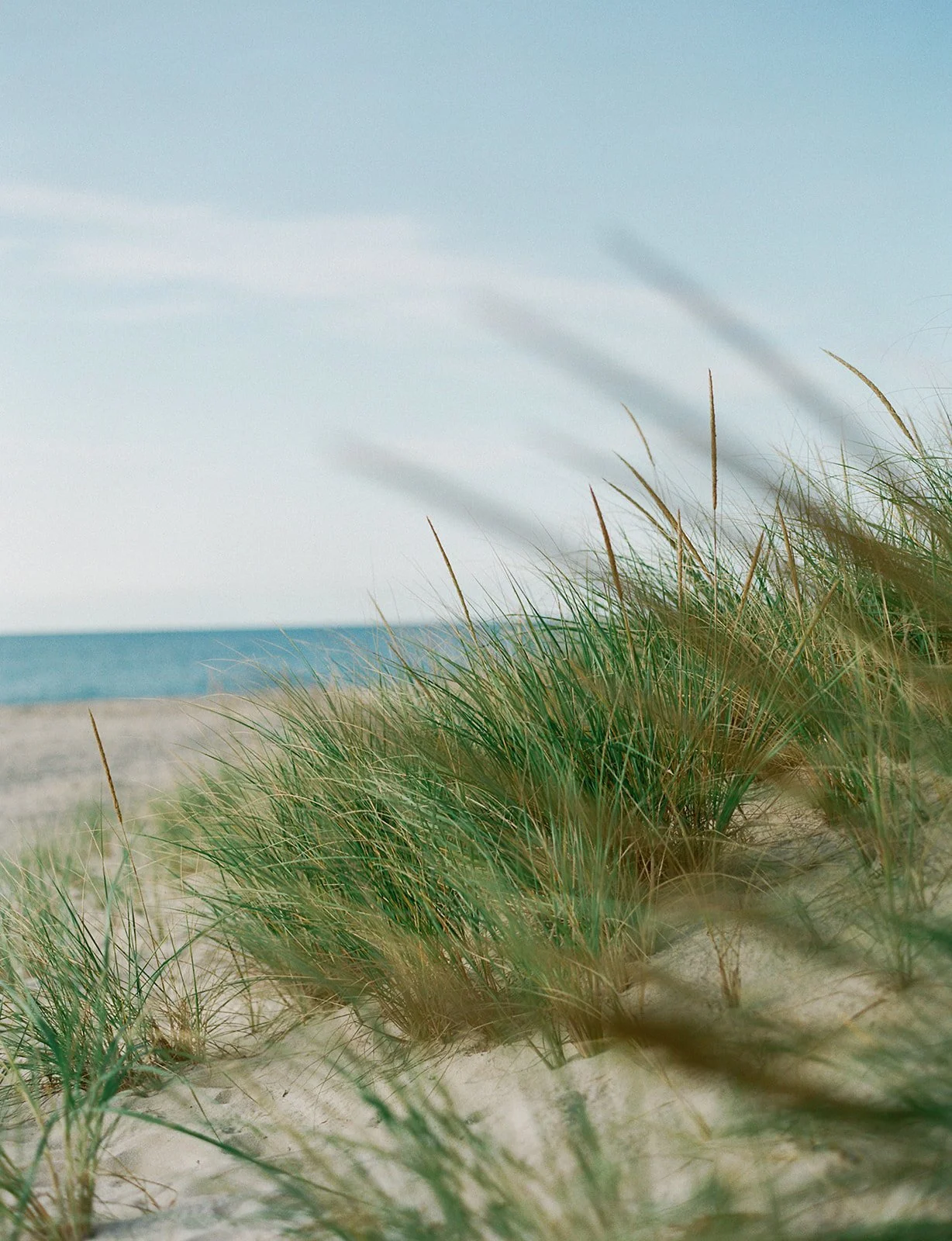 BLB Events_Dottie Morris Photography_Hamptons Backyard Wedding_NYC Wedding Planner_Hamptons Wedding Planner