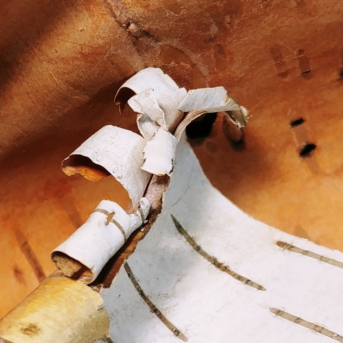 Birch Bark.jpg