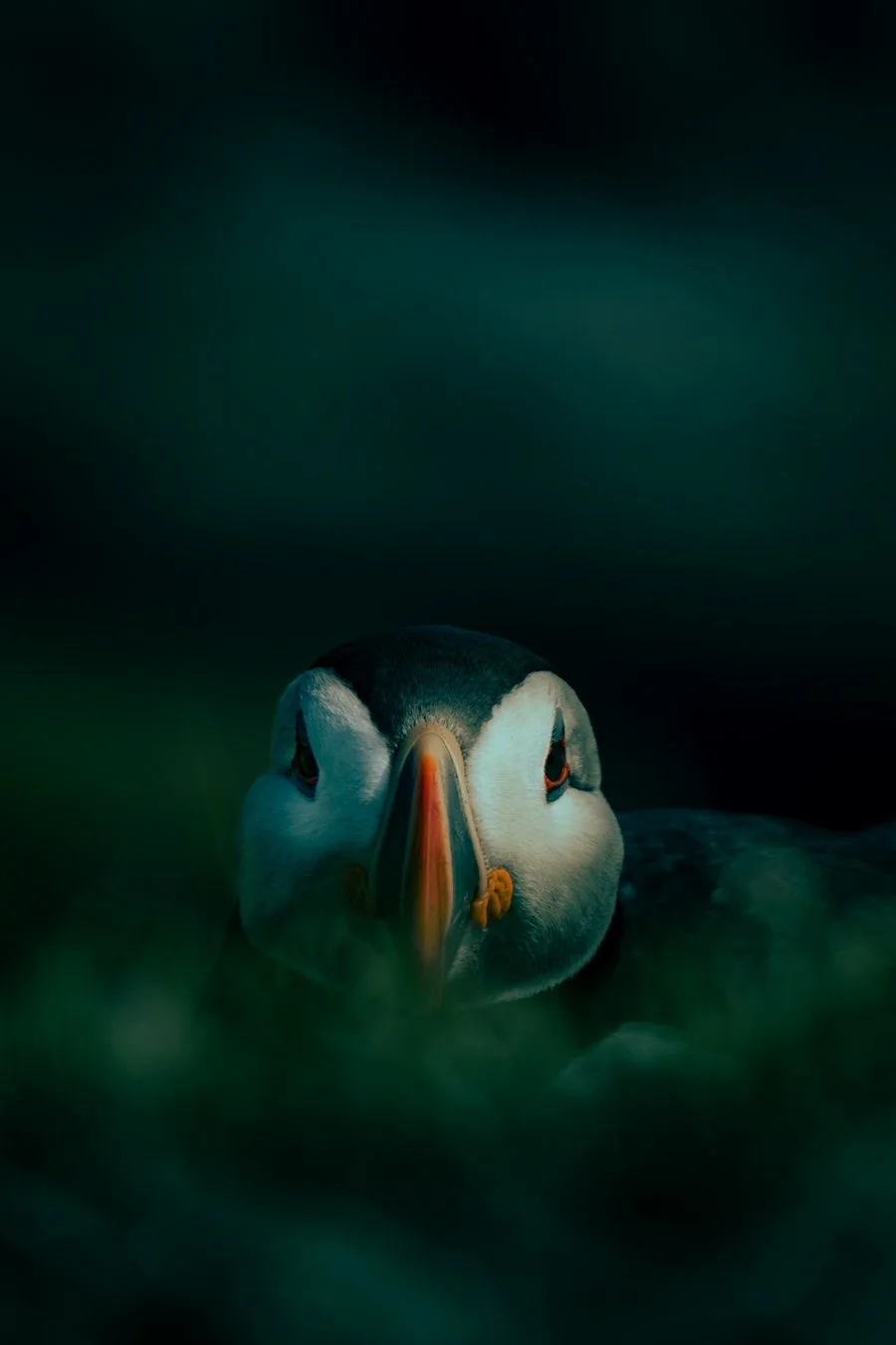 Close-up of an Atlantic puffin with its head partially obscured by grass, dark background.