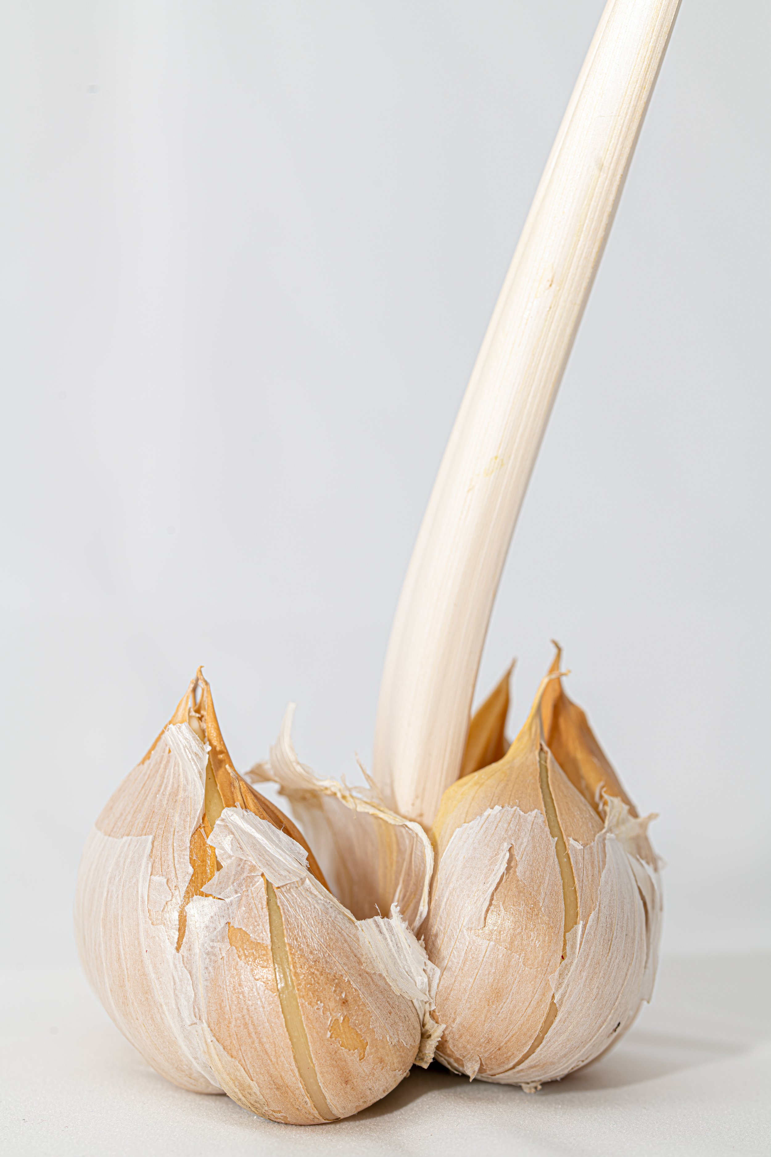 Saecho Garlic- copy.jpeg