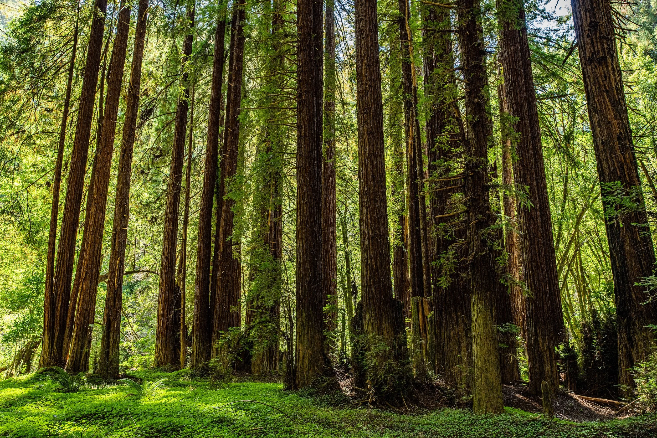 Silhoottes in green 2- small copy.jpeg