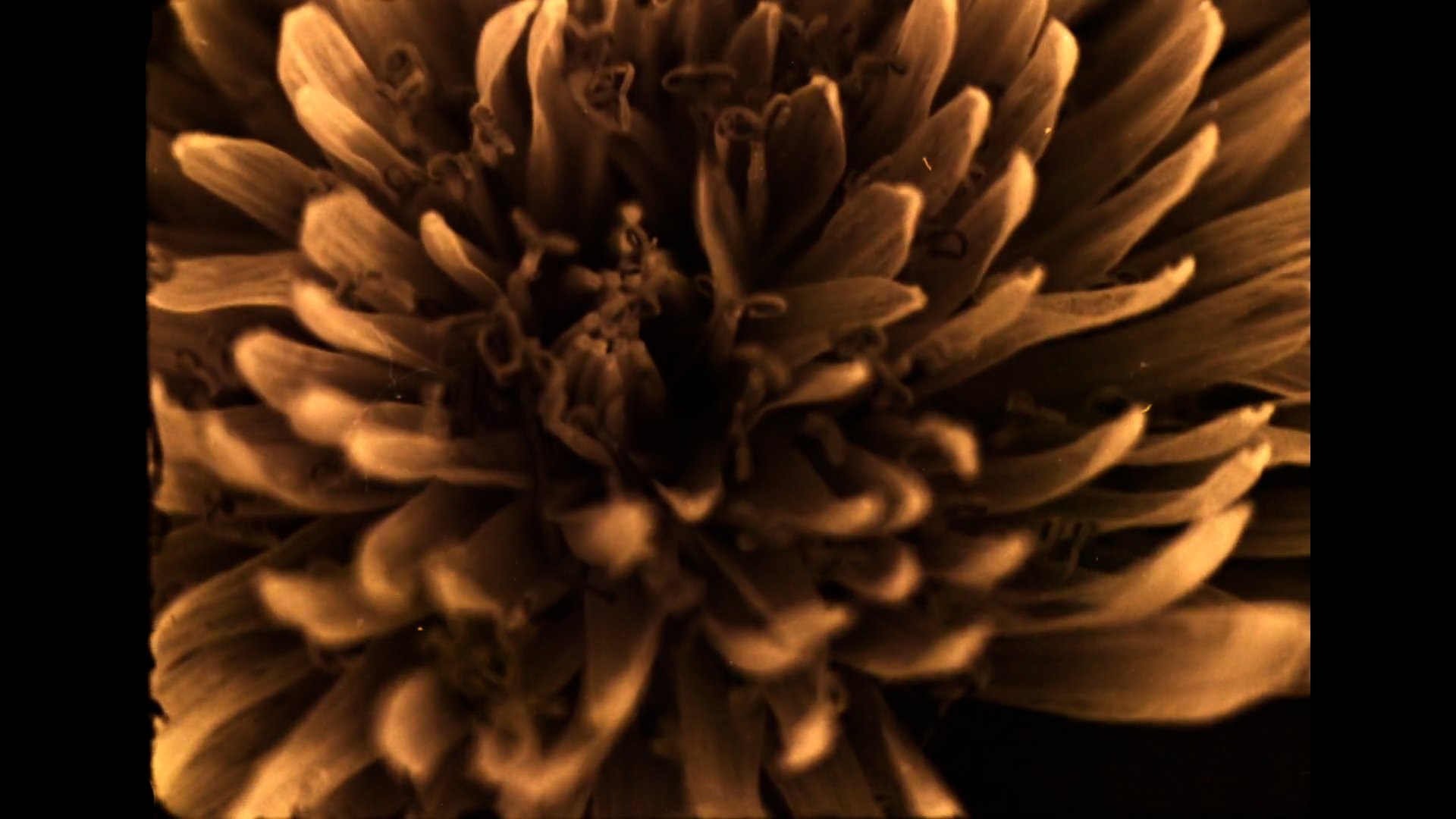 dandelions 07.jpg