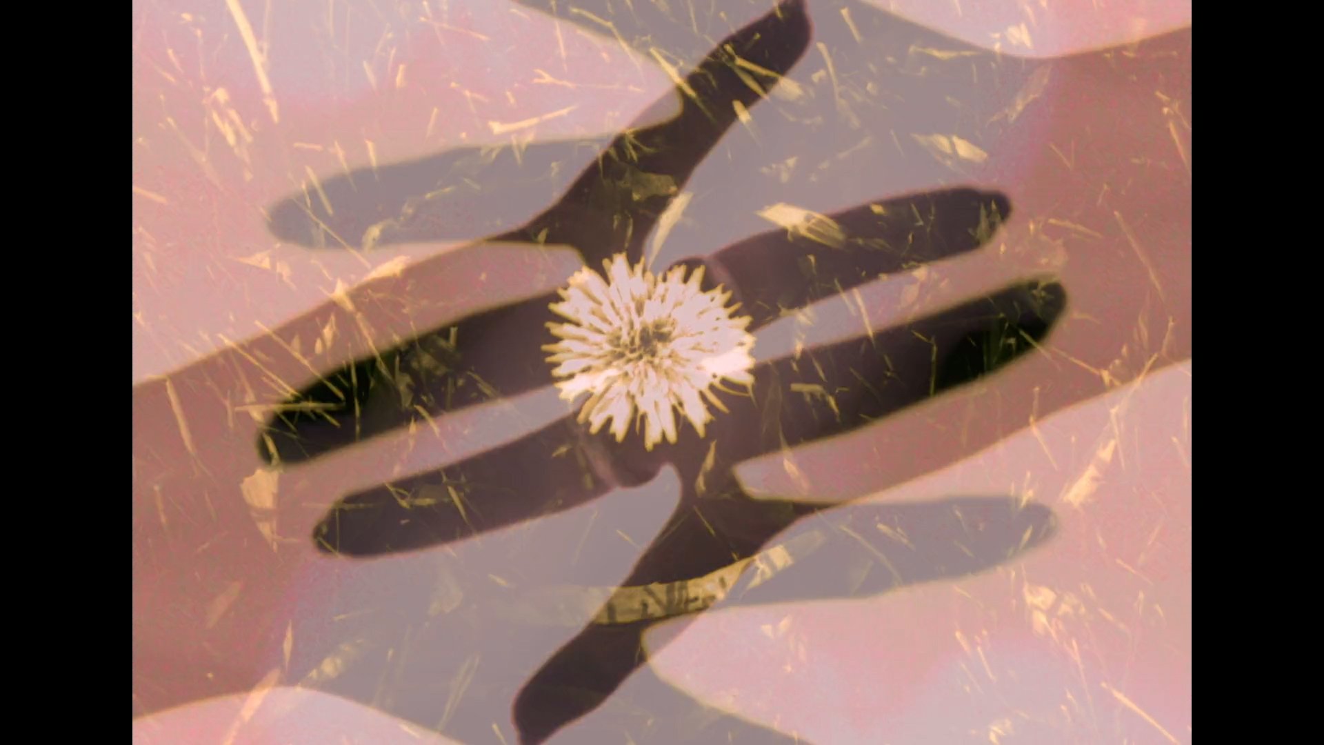 dandelions 03.jpg