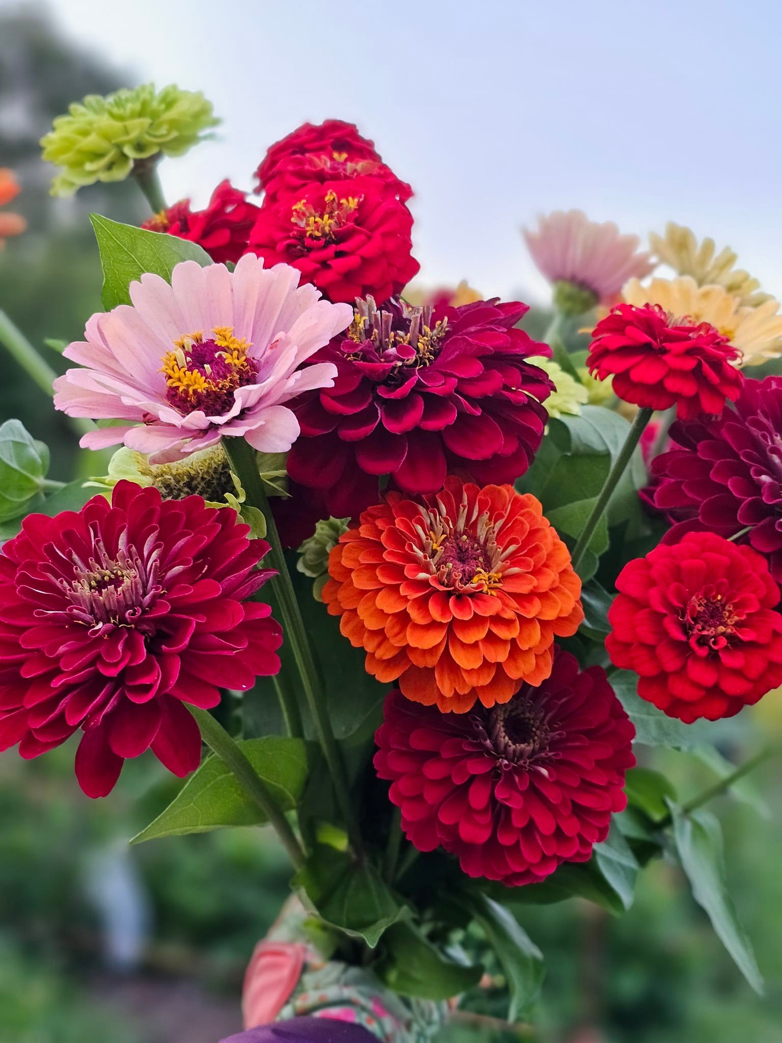 This year our zinnia patch isn't looking great because, we lost a complete 40 ft bed of seedlings to bunny's in spring.. I am happy now as my late spring seedlings are finally starting to bloom perfect for fall... wine colored ones are my favorite...