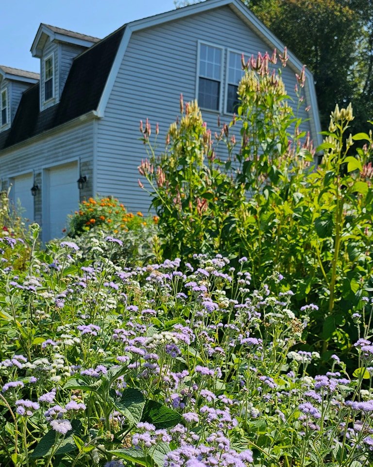 Ageratum is my fav filler flower, which gives some airy look to the bouquets.