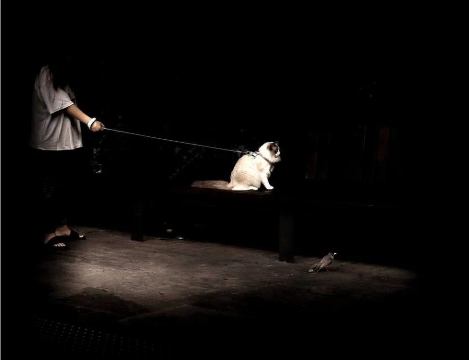  I've never seen a cat on a leash that was completely disinterested in birds; probably too well-fed, I think. 