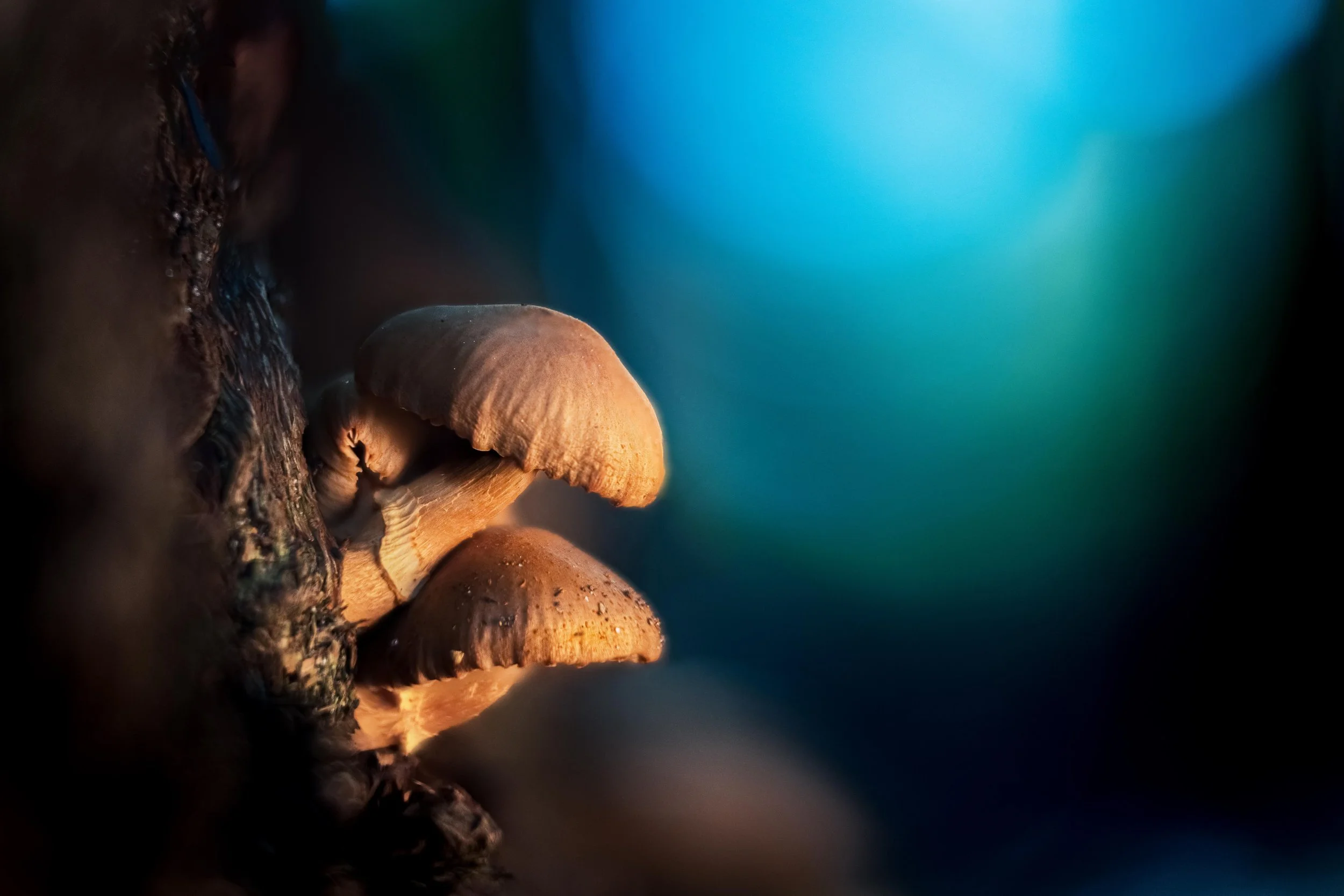 Mushroom tree copy.jpg