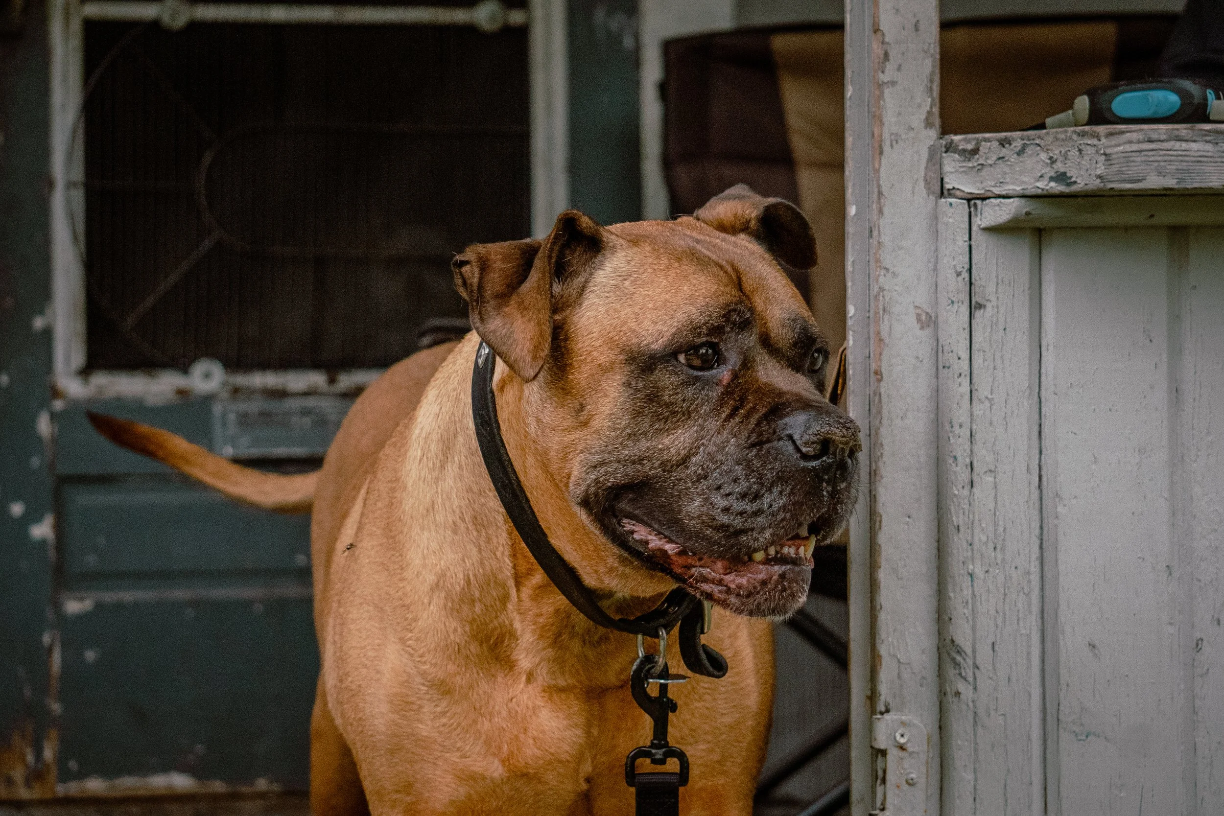 CANDIDS OF MANS BEST FRIEND, LOOK AT THESE CUTE DOGS!!