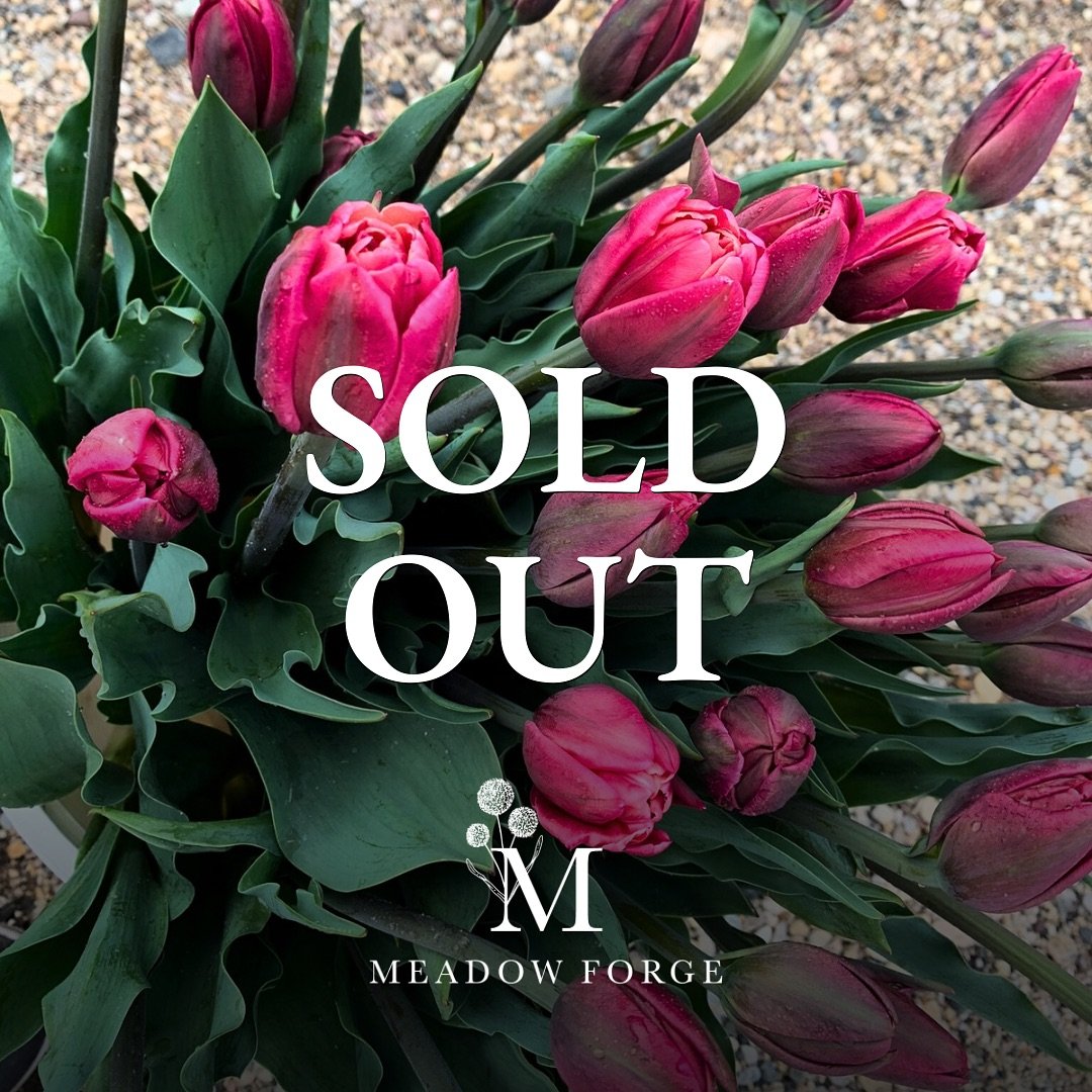Thank you, thank you, THANK YOU! 🥹💐

Tulips are officially SOLD OUT! We are always amazed by the constant love and support of people who travel near and far to purchase our homegrown blooms. Your unwavering support is nothing short of amazing and w