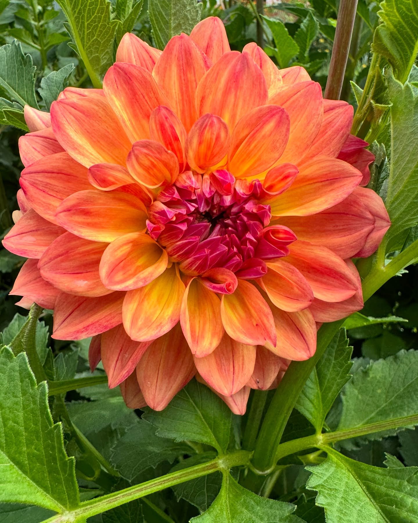 🌸 Our Dahlia Tuber Sale opens in just a few days! 🌸

🗓️ Saturday, March 8th at 9am CST 

We wanted to share a few frequently asked questions we&rsquo;ve received pertaining to the sale&hellip;

Q: Is this only an online sale or is there an in-pers