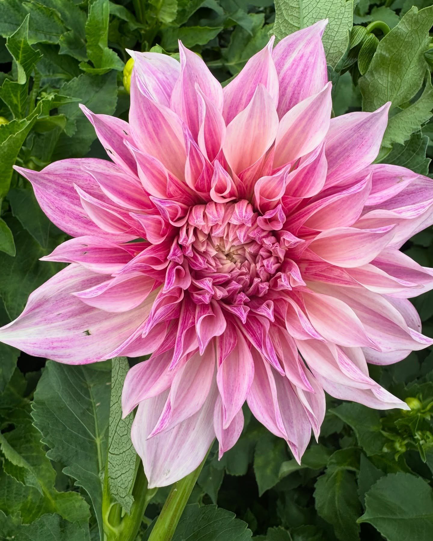 Did you know that Dahlias grow best with a little bit of negligence?! While they still need sunshine, water (occasionally once their sprout is above ground), and soil, they really don&rsquo;t need much love or attention to do what they do best! 🌸 

