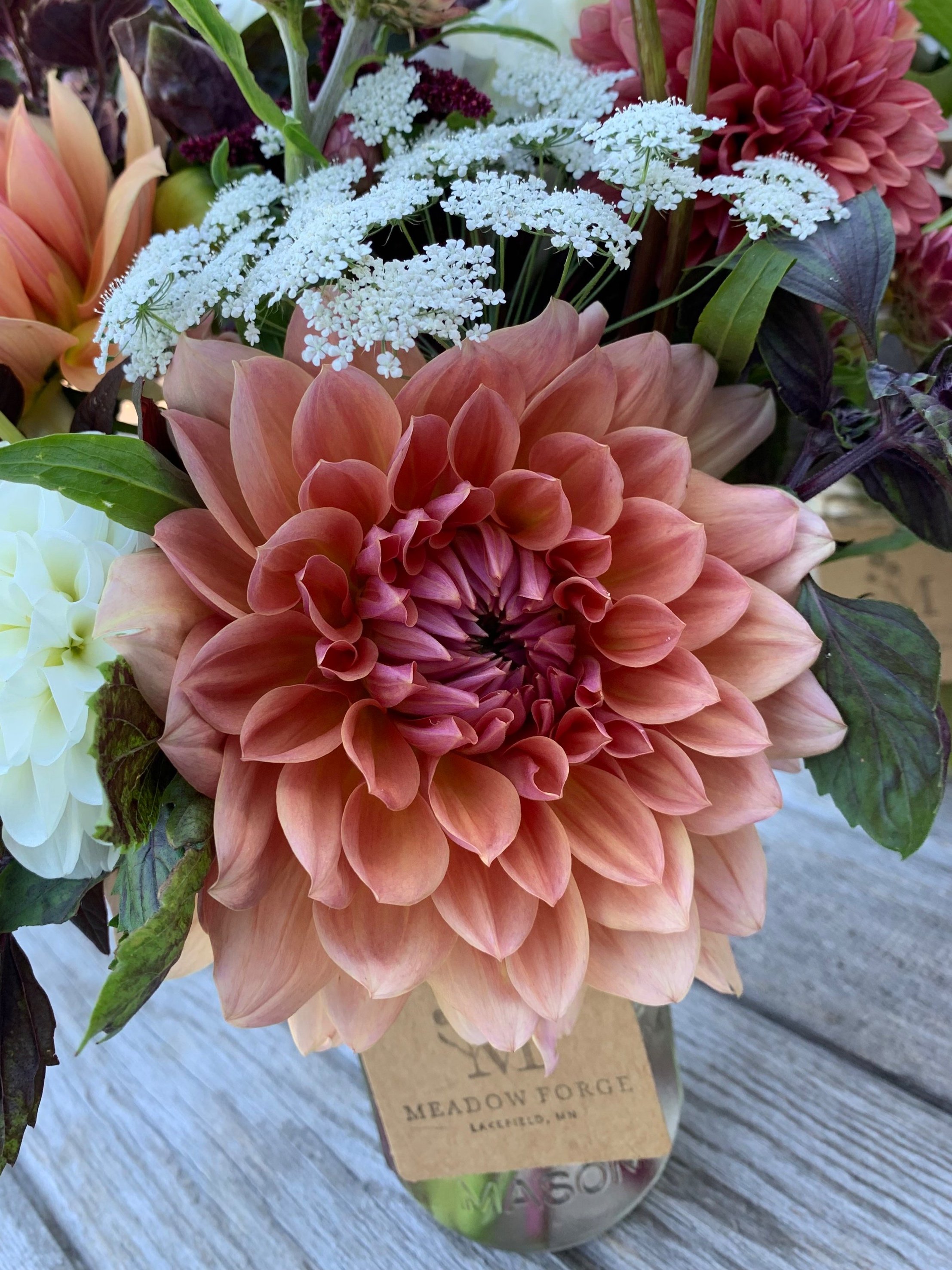Baarn Bounty Dahlia Tuber