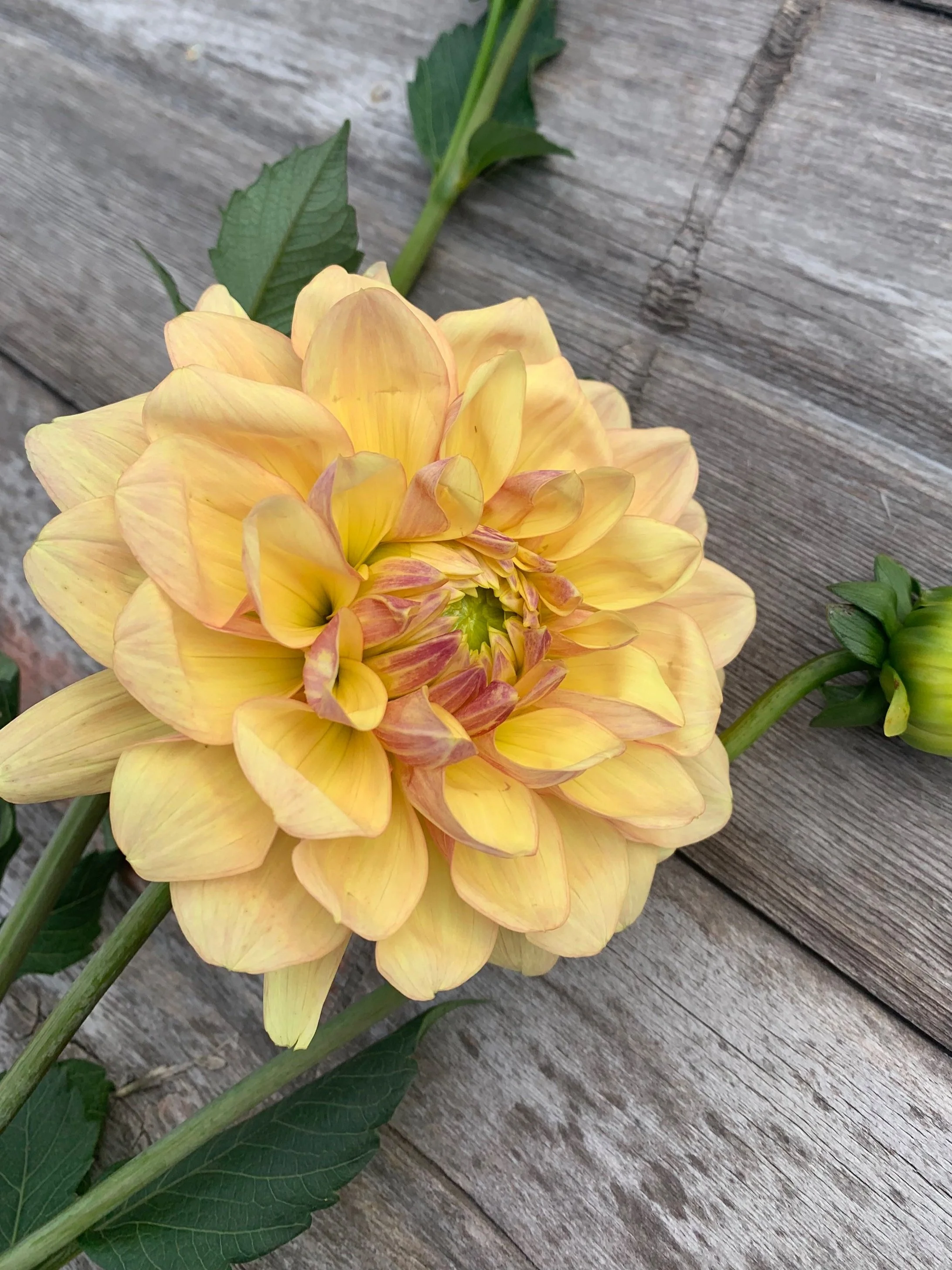 Wyn’s New Pastel Dahlia Tuber