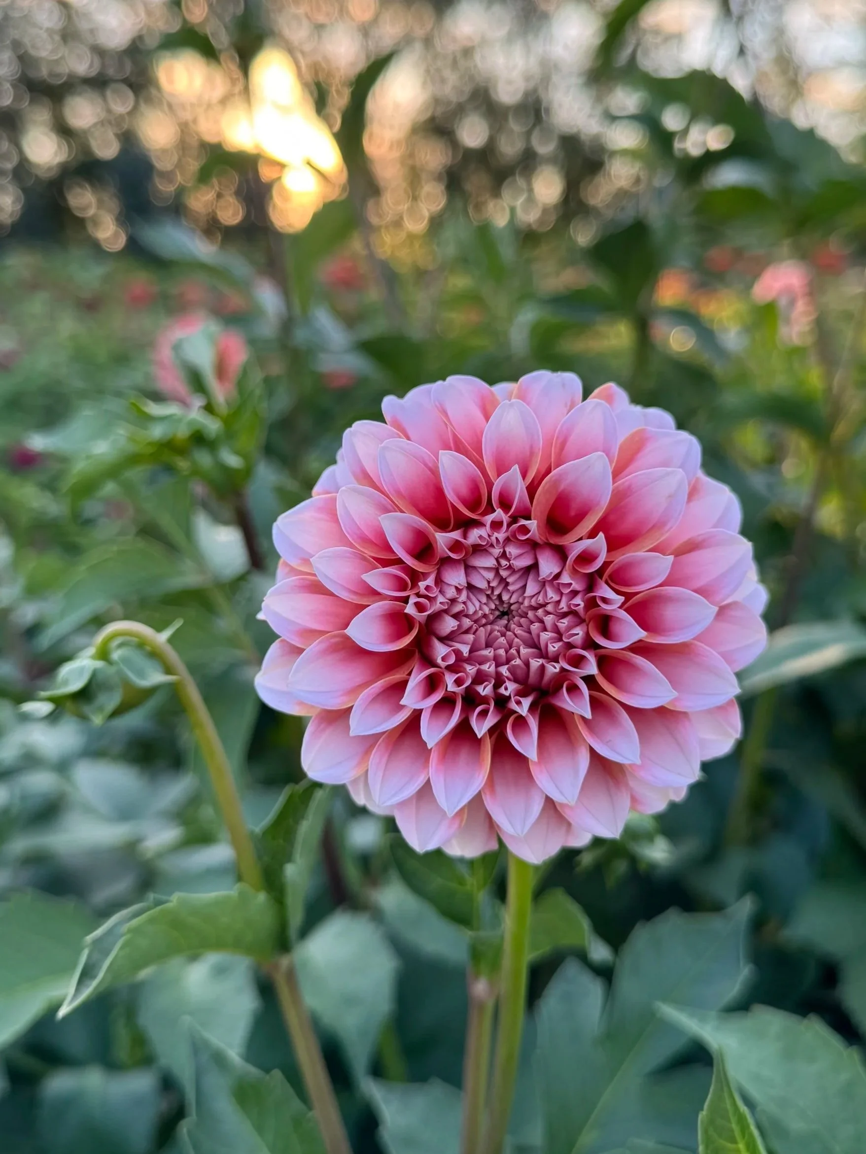 Peaches N’ Cream Dahlia Tuber