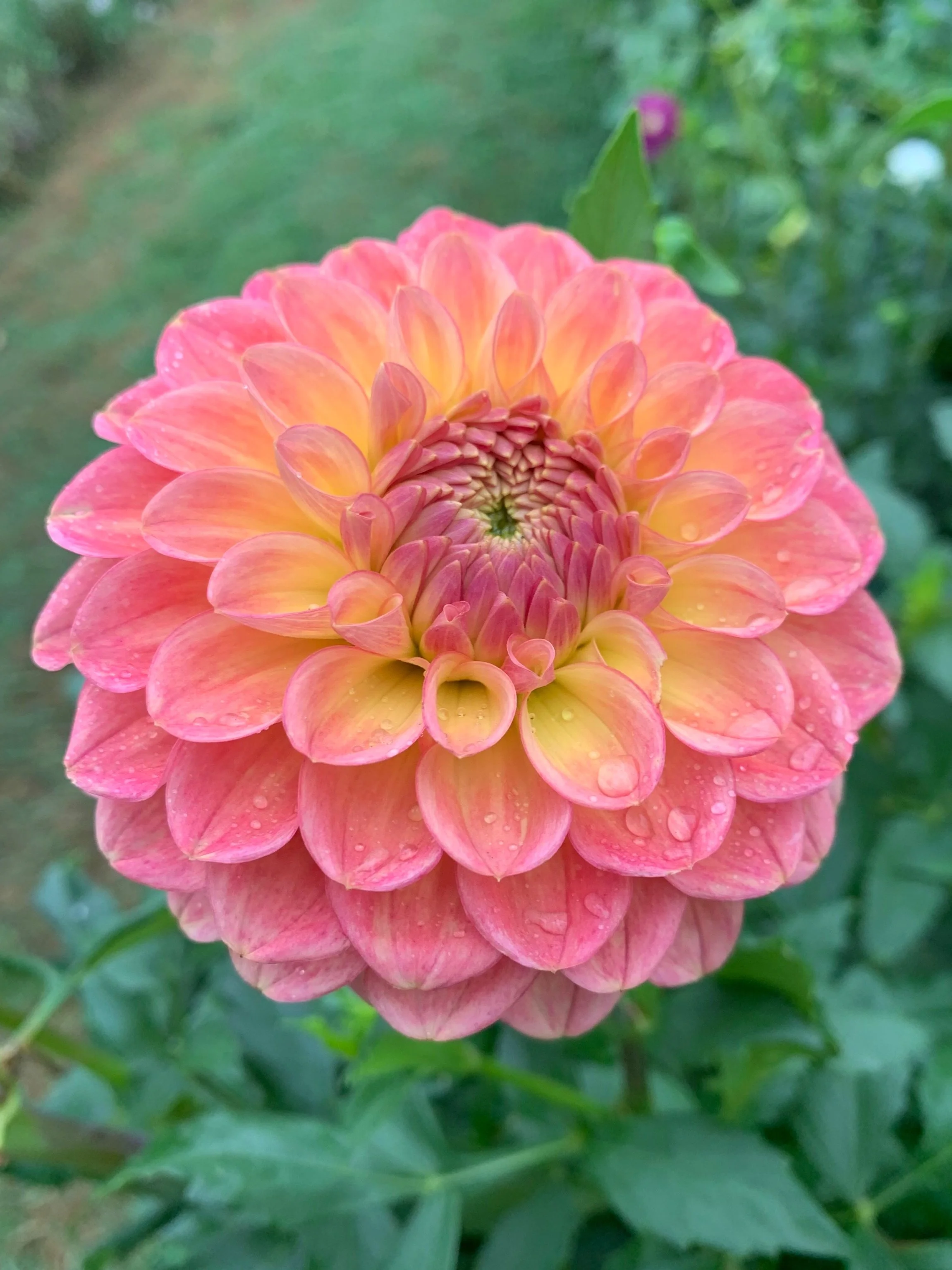 Snoho Doris Dahlia Tuber