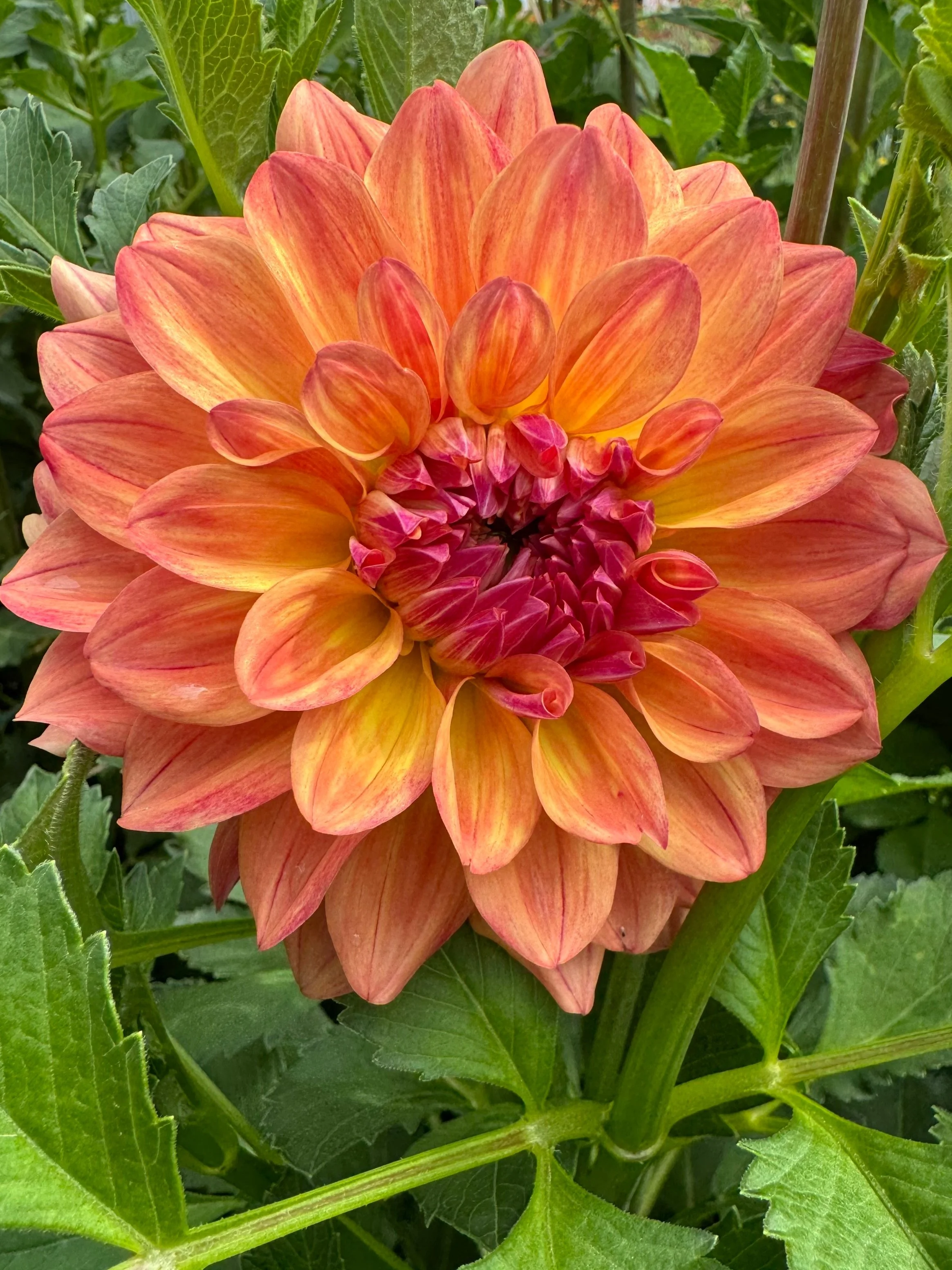 Ferncliff Copper Dahlia Tuber