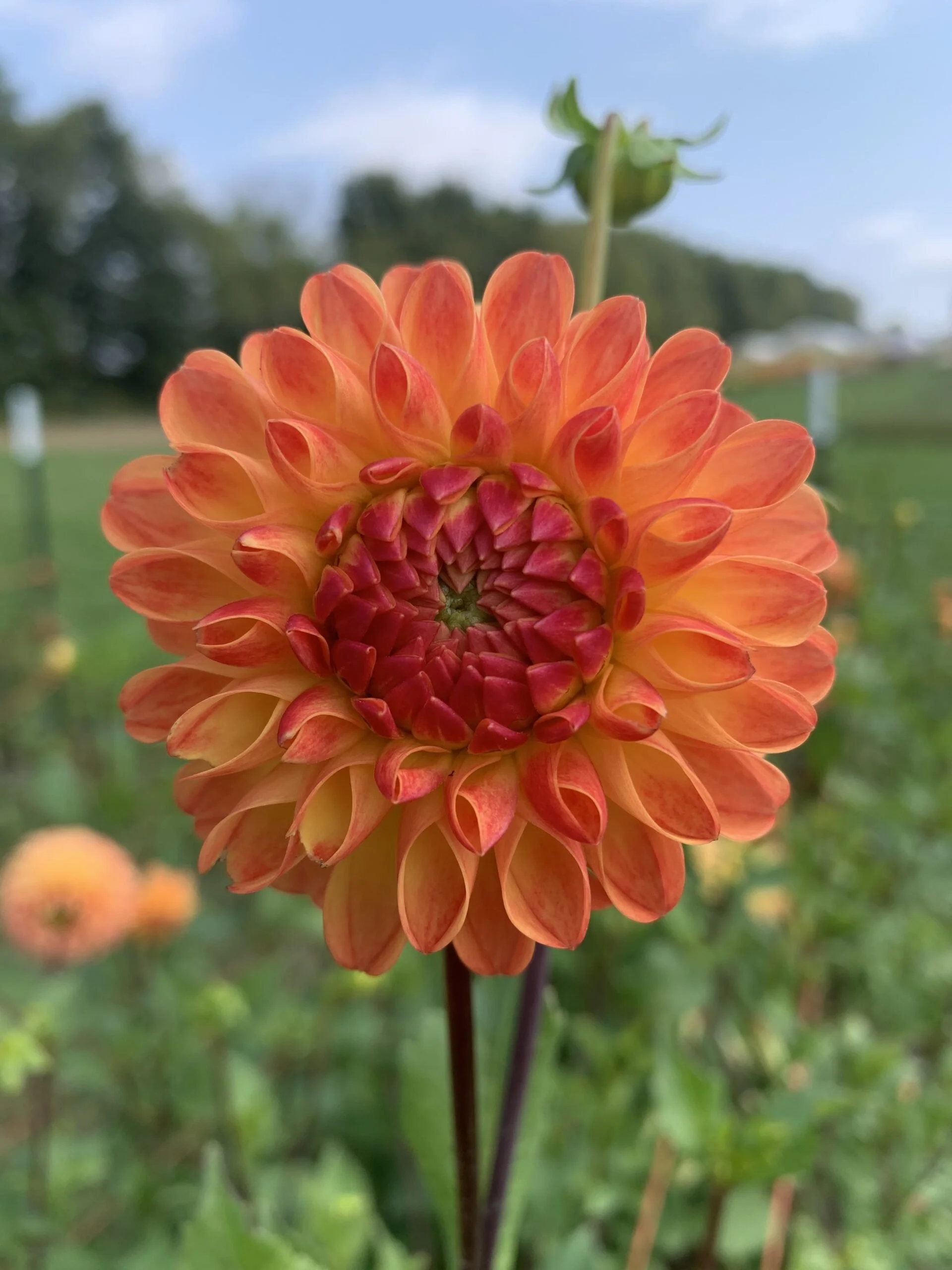 Jowey Chantal Dahlia