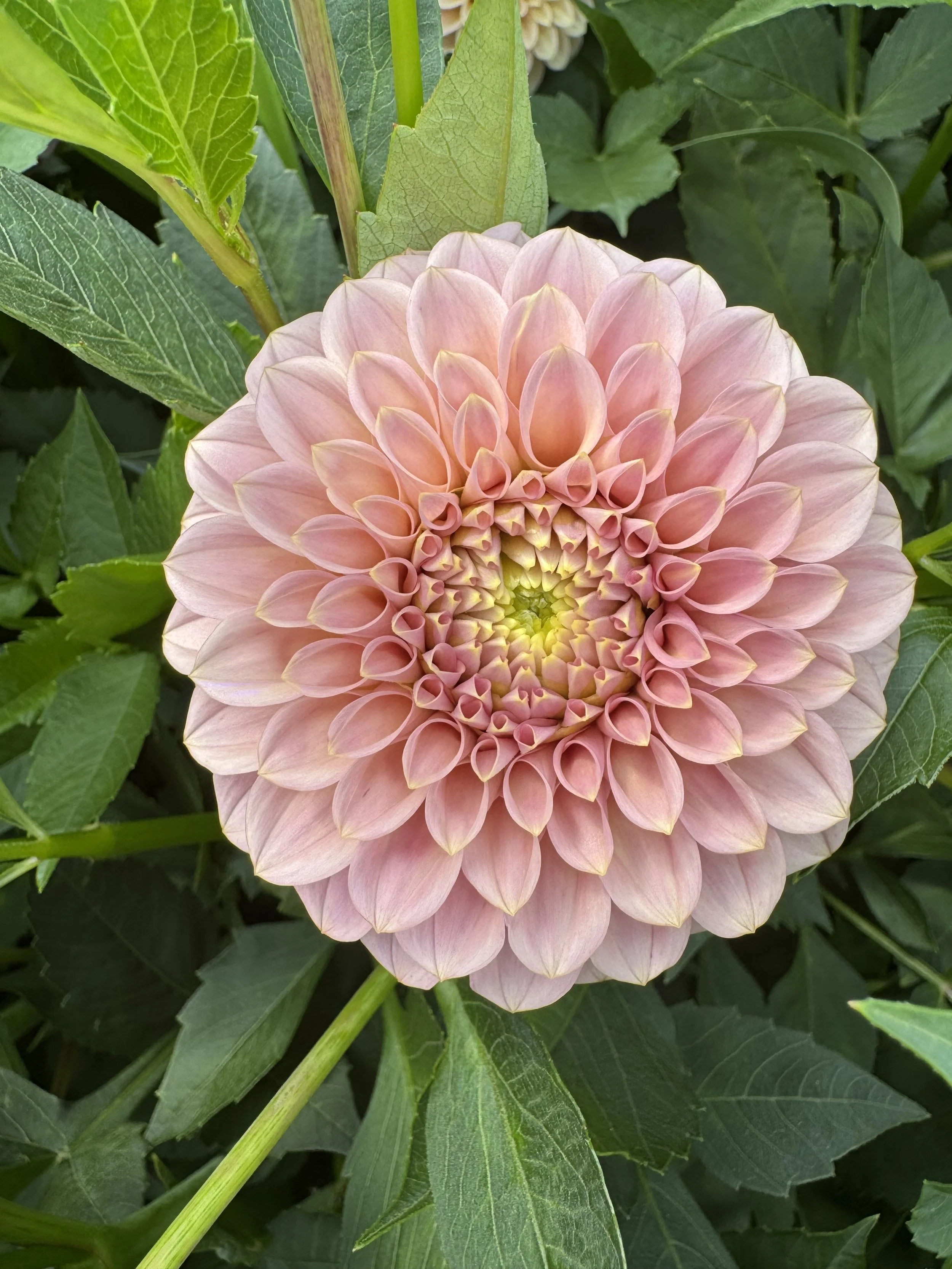 Rock Run Ashley Dahlia