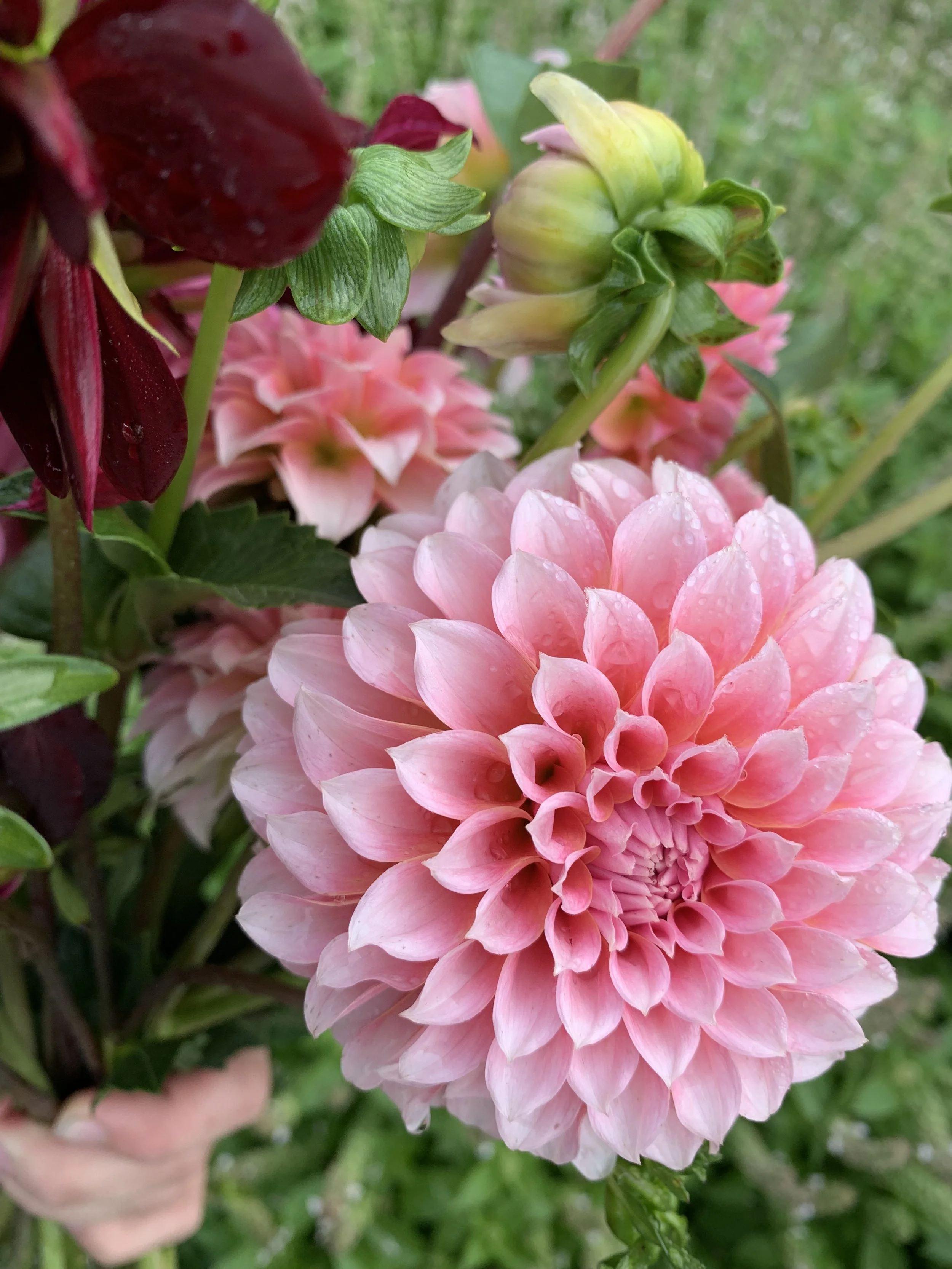Peaches N’ Cream Dahlia