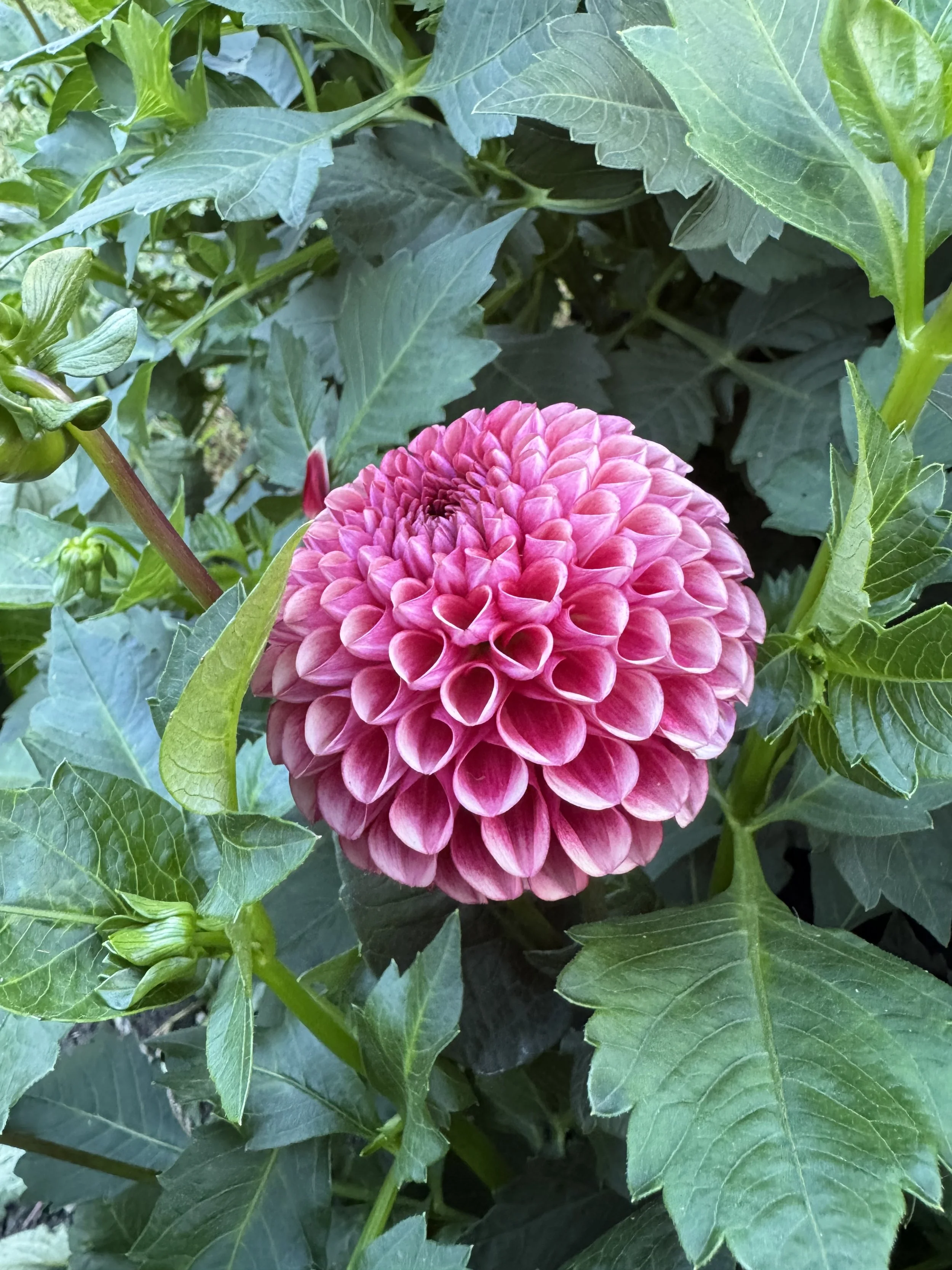 Copper Boy Dahlia