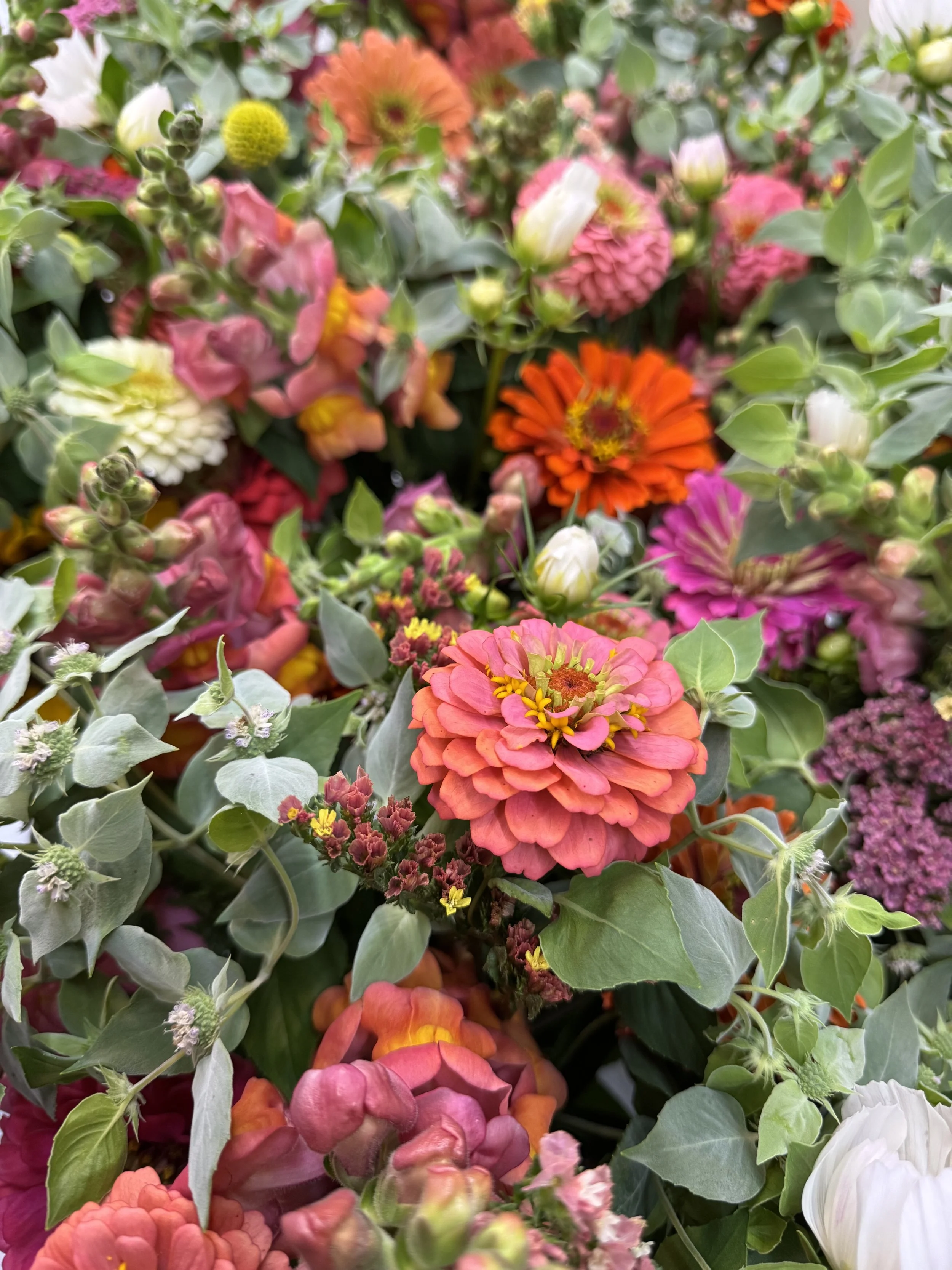 2026 Summer Subscription (4 weeks)